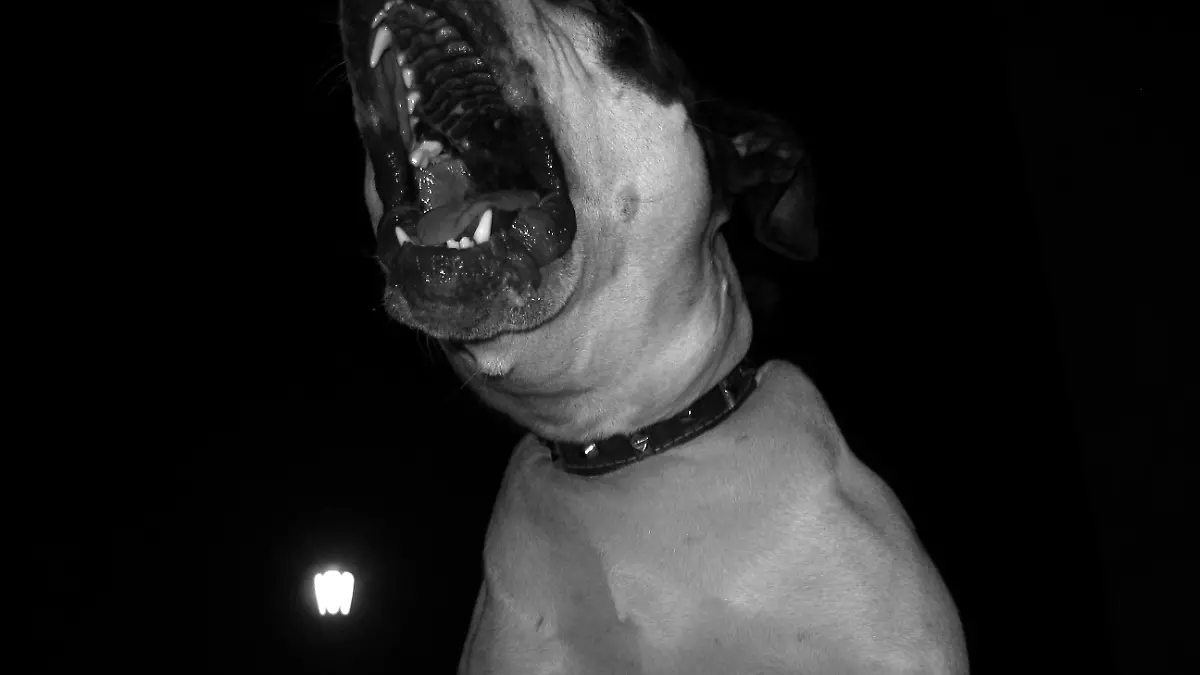 Plötzlich wird der Familien-Pitbull aggressiv und greift das sechs Monate alte Baby an.