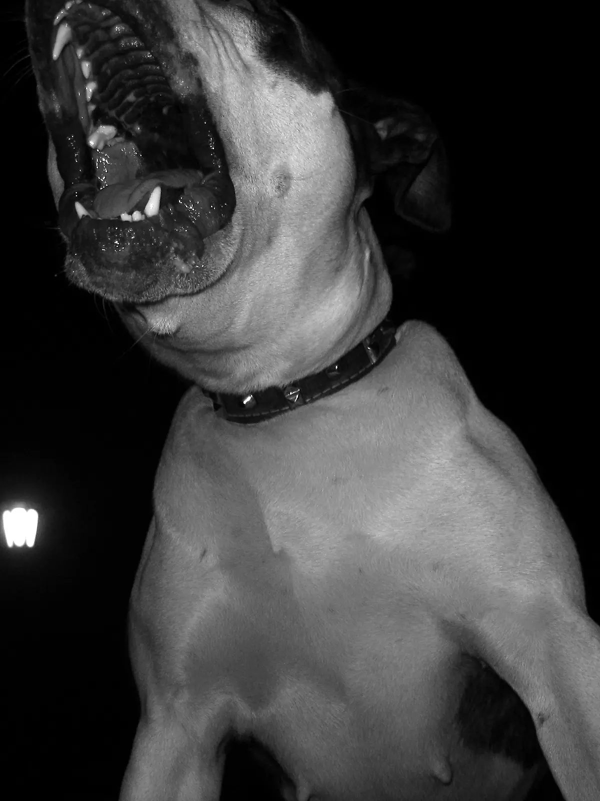 Plötzlich wird der Familien-Pitbull aggressiv und greift das sechs Monate alte Baby an.