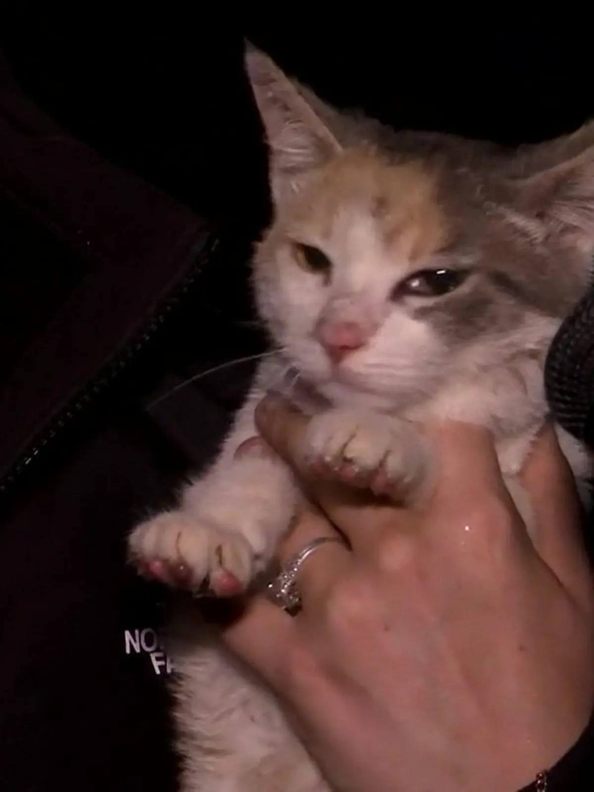 Frau findet Katze wieder - während Live-Interview.