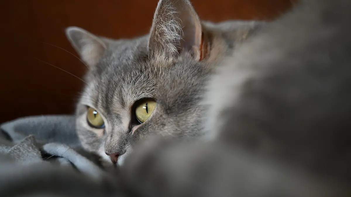 In Blaubeuren sind vier Katzen mutmaßlich vergiftet worden. (Symbolbild)