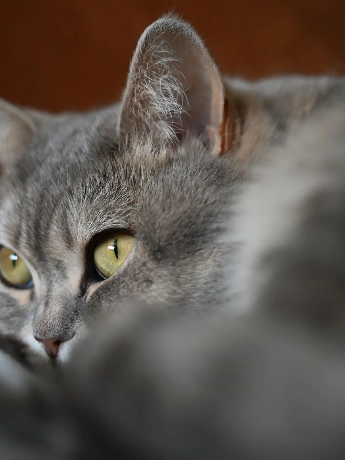 Bild zu: "Von wegen Schmusetiger! Katze beißt Feuerwehrmann krankenhausreif"