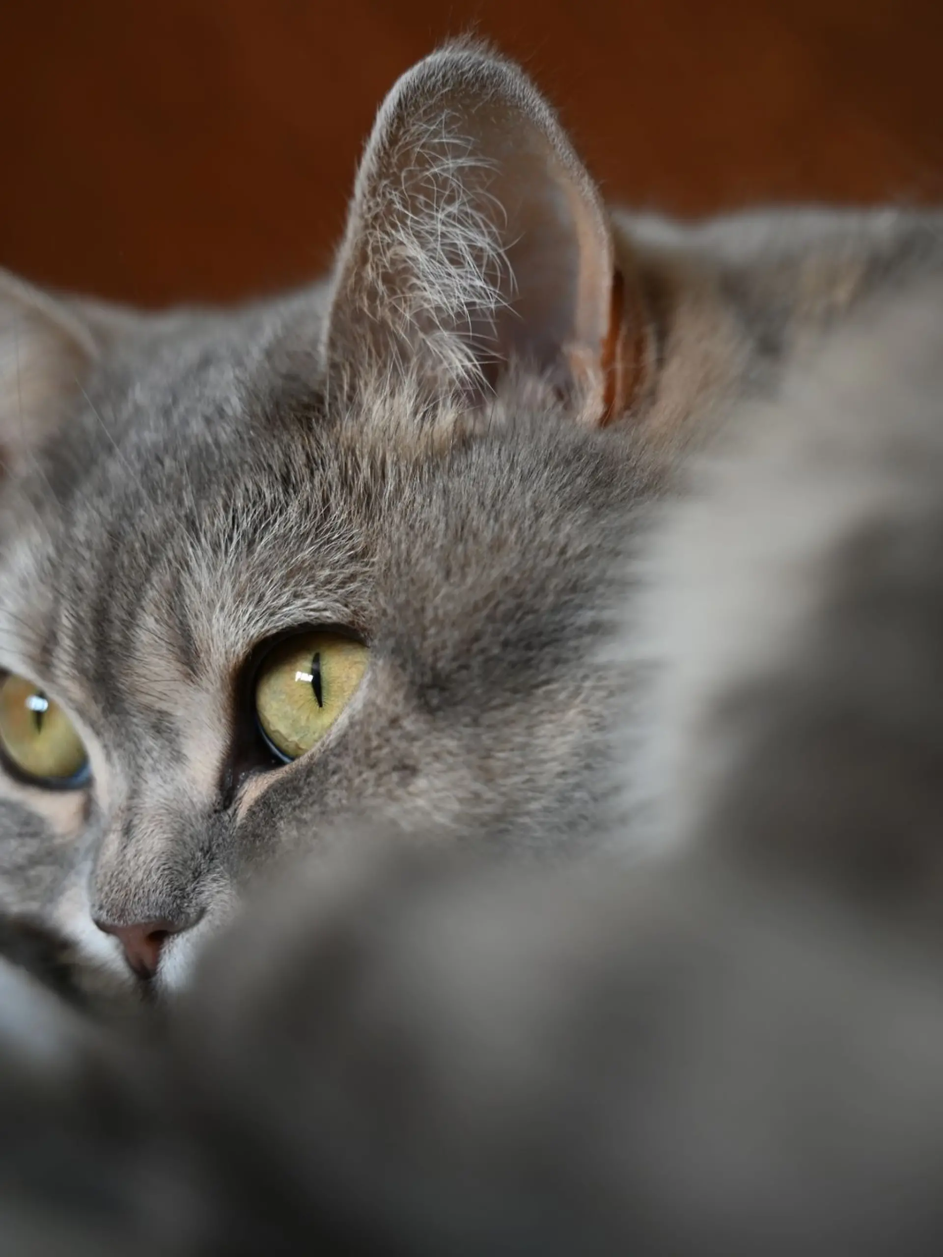 Bild zu: "Von wegen Schmusetiger! Katze beißt Feuerwehrmann krankenhausreif"