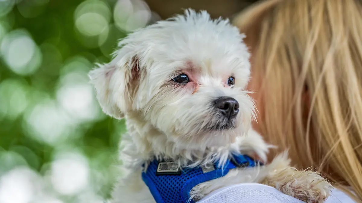 Small mini maltese dog on a woman's arm.