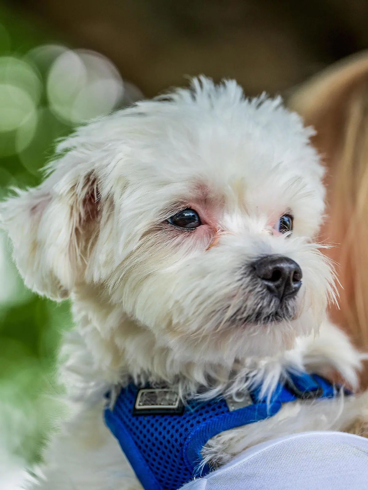 Small mini maltese dog on a woman's arm.