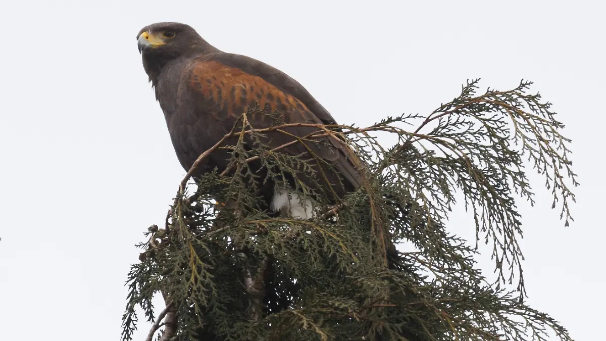 Dieser Greifvogel stürzt sich mit voller Wucht auf Menschen – rund 50 Attacken gehen auf sein Konto!