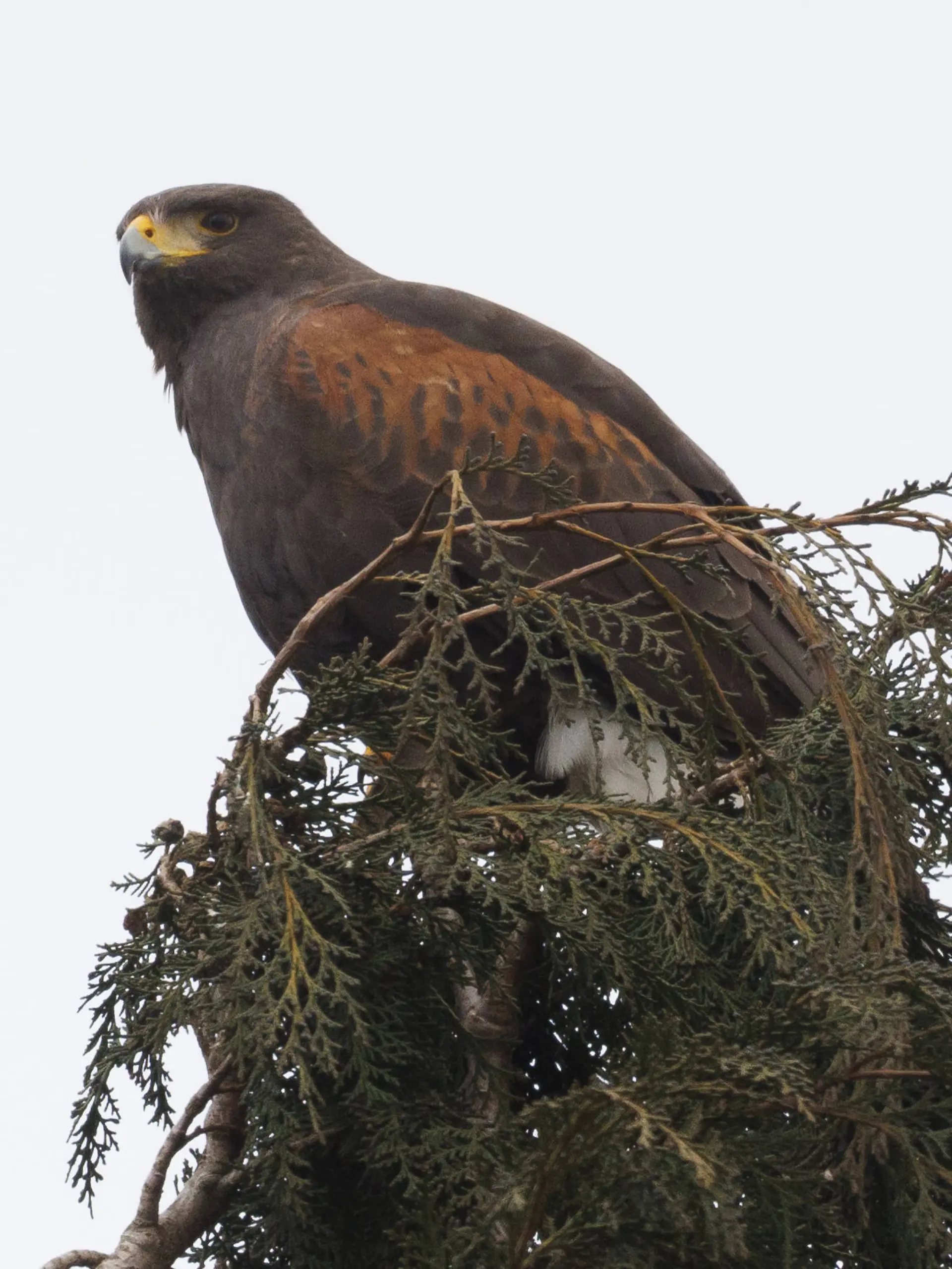 Dieser Greifvogel stürzt sich mit voller Wucht auf Menschen – rund 50 Attacken gehen auf sein Konto!