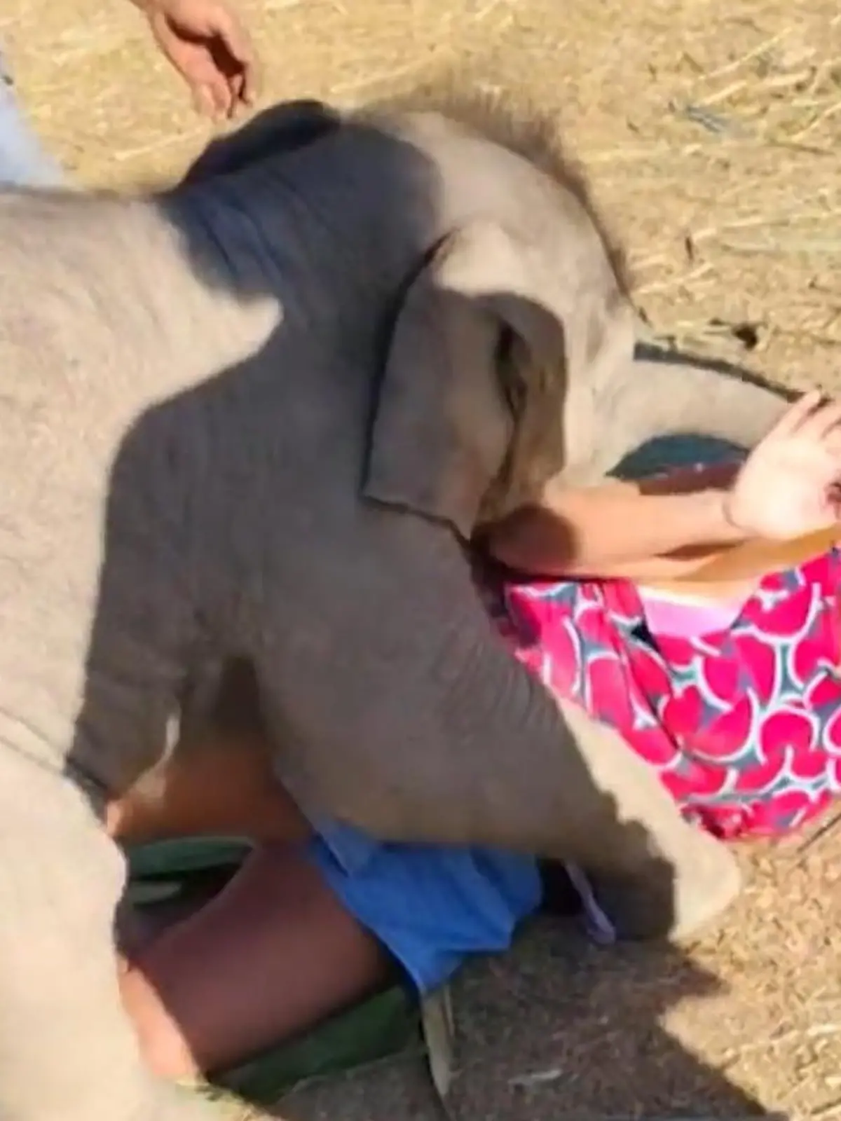 Bild zu: "Knallharte Kuschel-Attacke! Baby-Elefant wirft Touristin um"