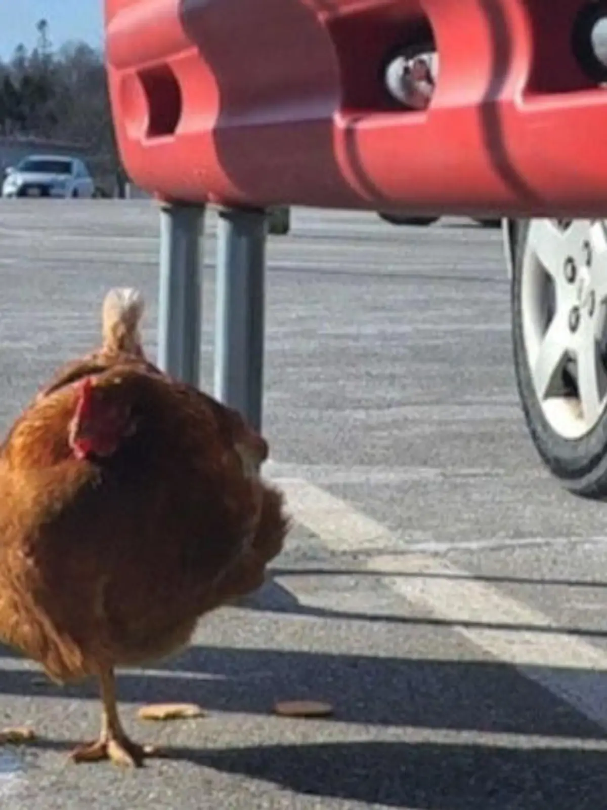 Die Polizei hat ein Huhn vor einer KFC-Filiale im US-amerikanischen Maine geschnappt. Bei Facebook haben sie ein Foto von dem Tier hochgeladen. Woher das Huhn kommt, wissen die Beamten nicht - vorläufig haben sie es mit auf ihre Wache genommen.