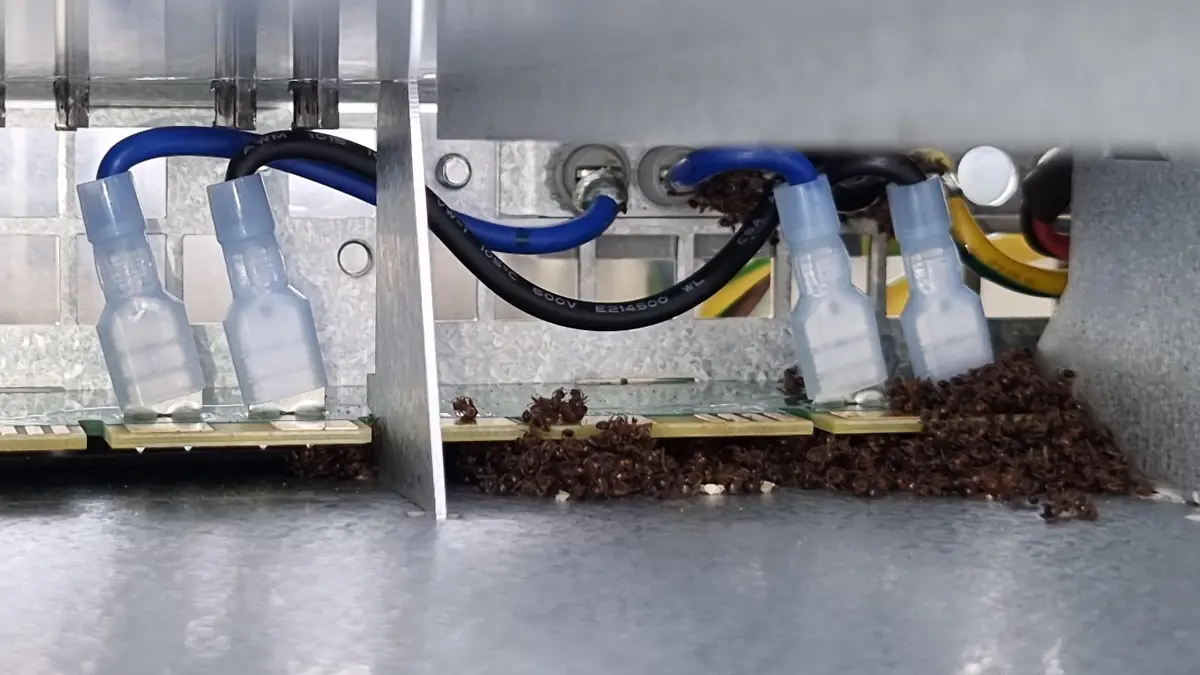Ameisen haben sich in einem Verteilerkasten eingenistet.