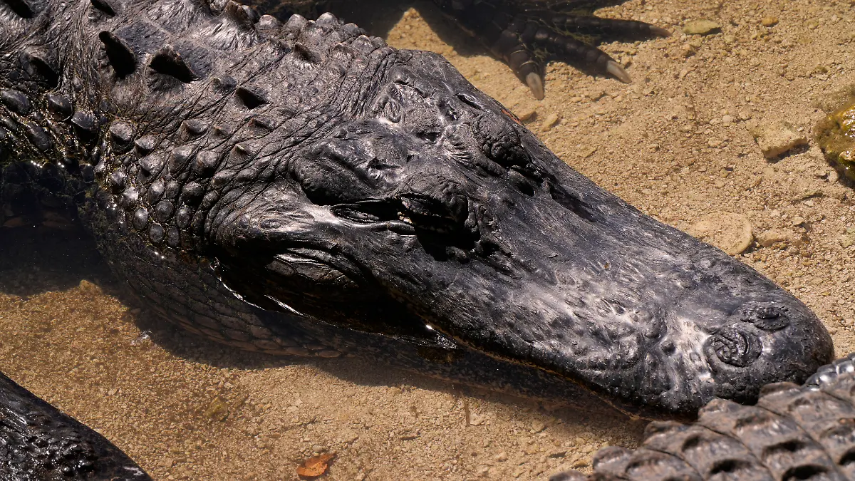 Ein amerikanischer Alligator