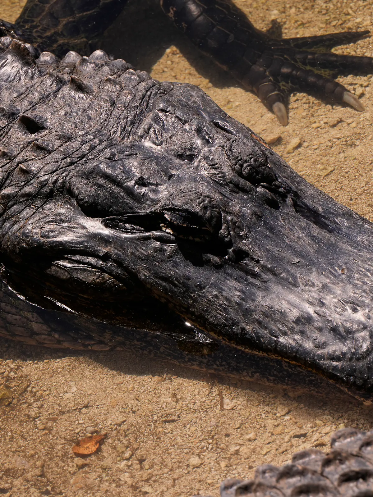 Bild zu: "Hundemama vs. Alligator – ein ungleicher Kampf mit glücklichem Ende"