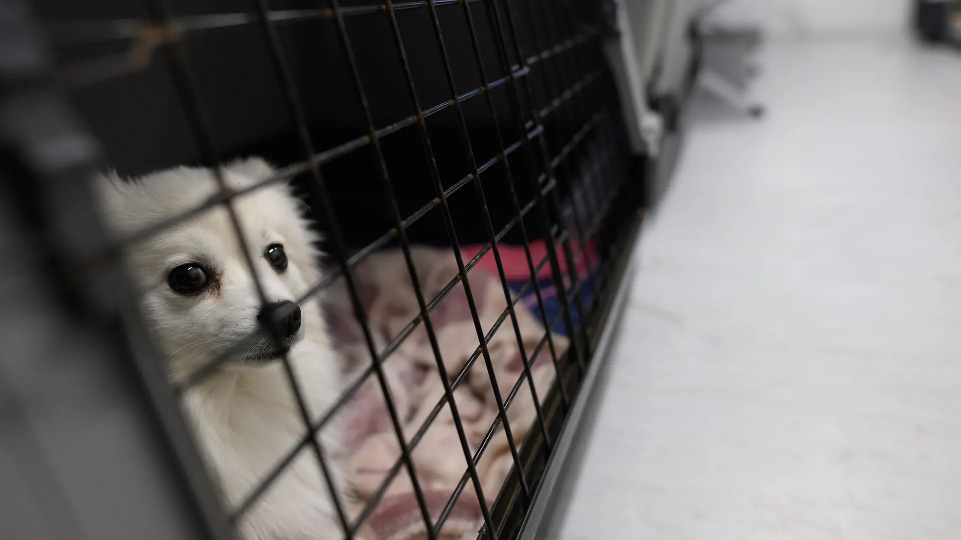 Ein Hund sitzt im Ankunftszentrum Dresden für geflüchtete Menschen aus der Ukraine in der Messe in seinem Käfig in einem Container für Haustiere. In dem Ankunftszentrum bekommen die Menschen Informationen, Beratung, medizinische Hilfe und kurzzeitige Übernachtungsmöglichkeiten.