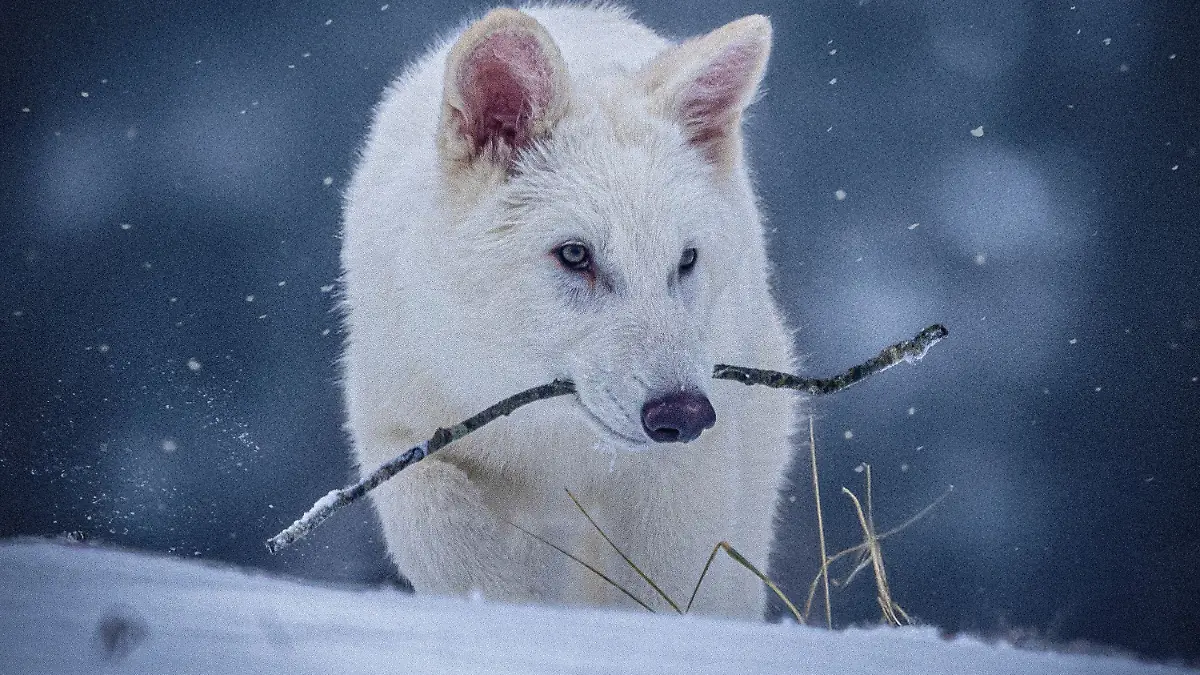 Bio-Technik-Firma züchtet ausgestorbene Wolfsart