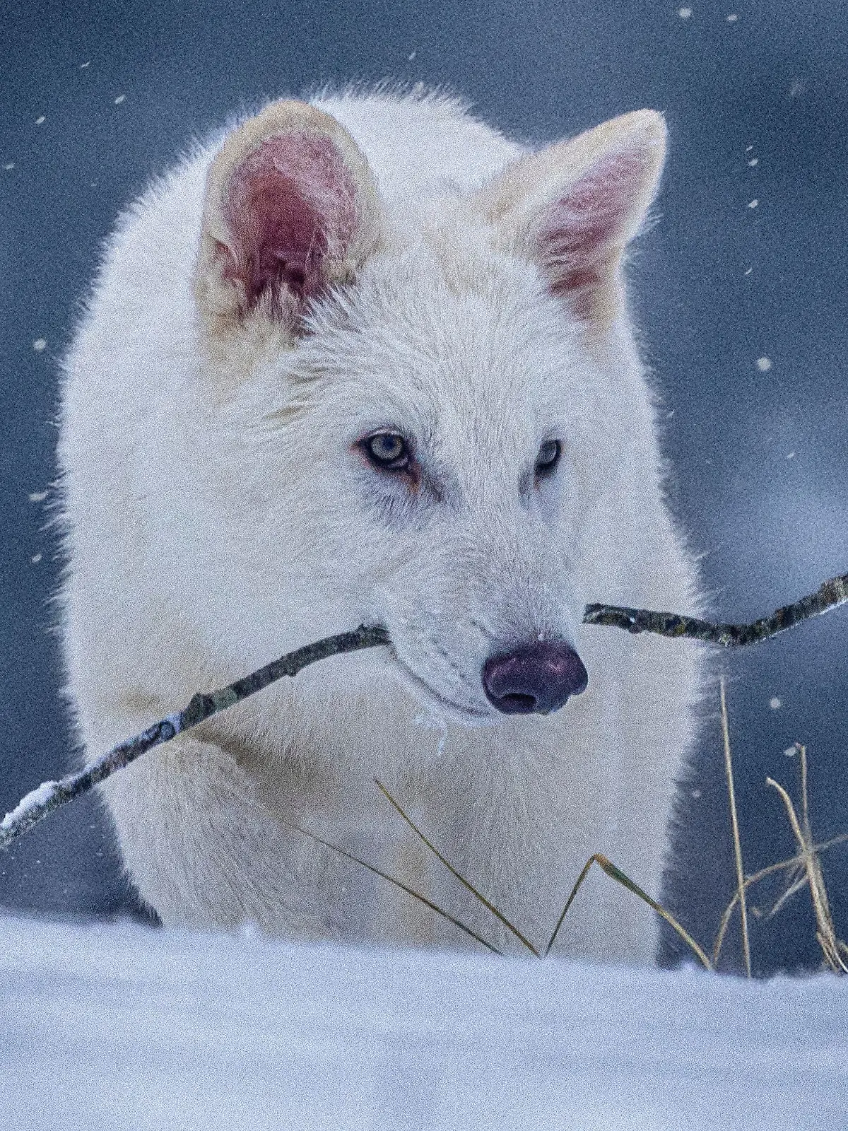 Bio-Technik-Firma züchtet ausgestorbene Wolfsart 
