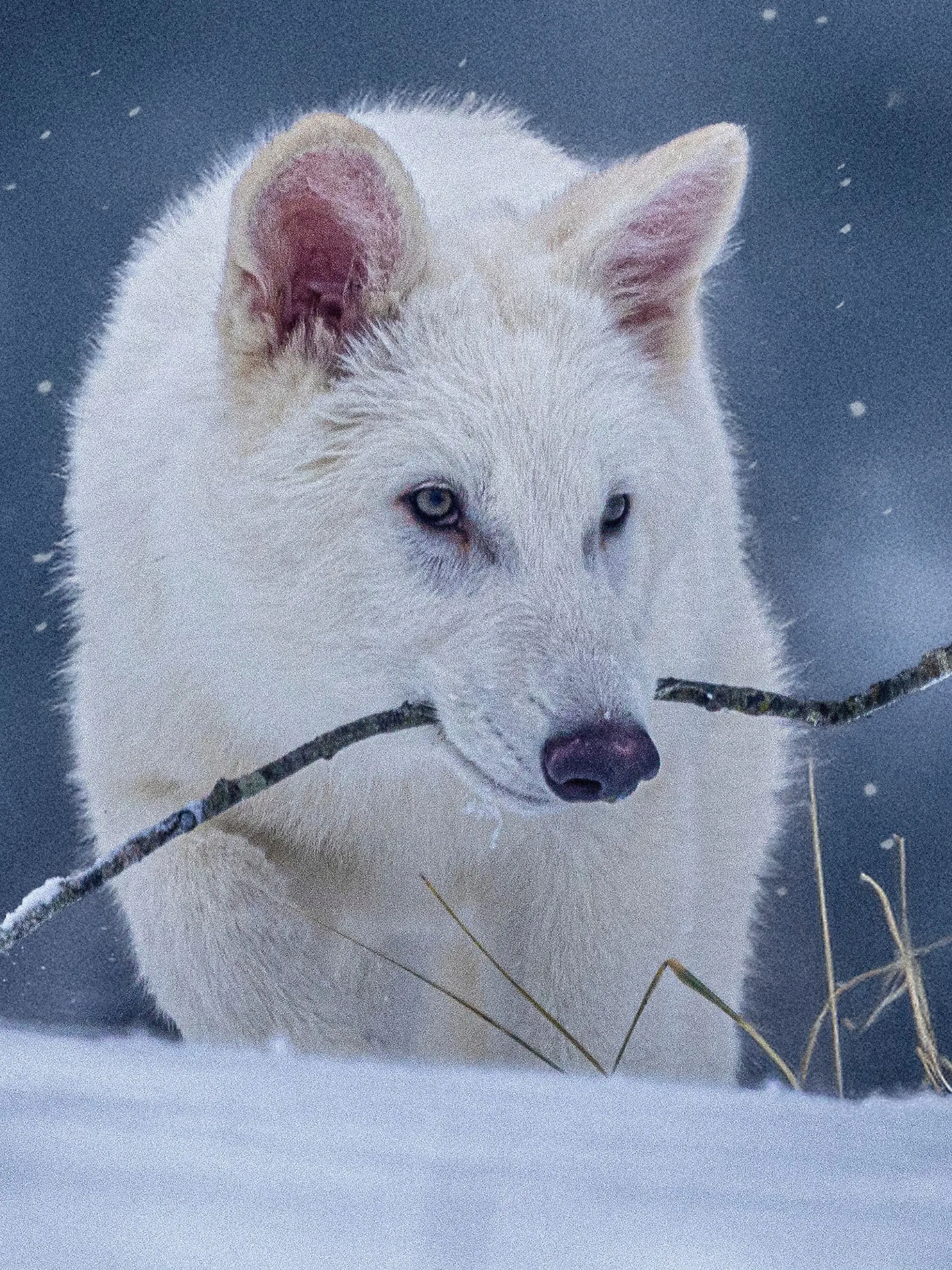 Bio-Technik-Firma züchtet ausgestorbene Wolfsart 