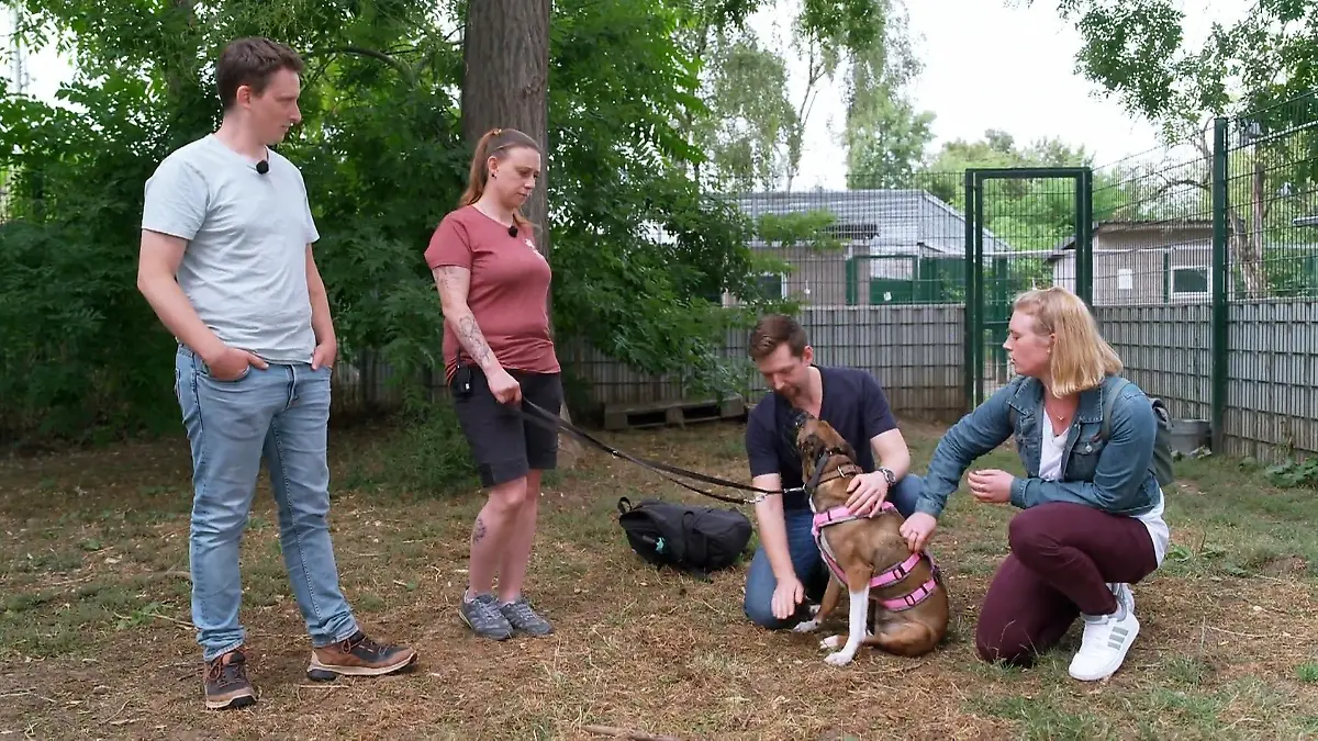 Hündin Sugar bekommt Besuch vom Hundetrainer Es gibt Interessenten