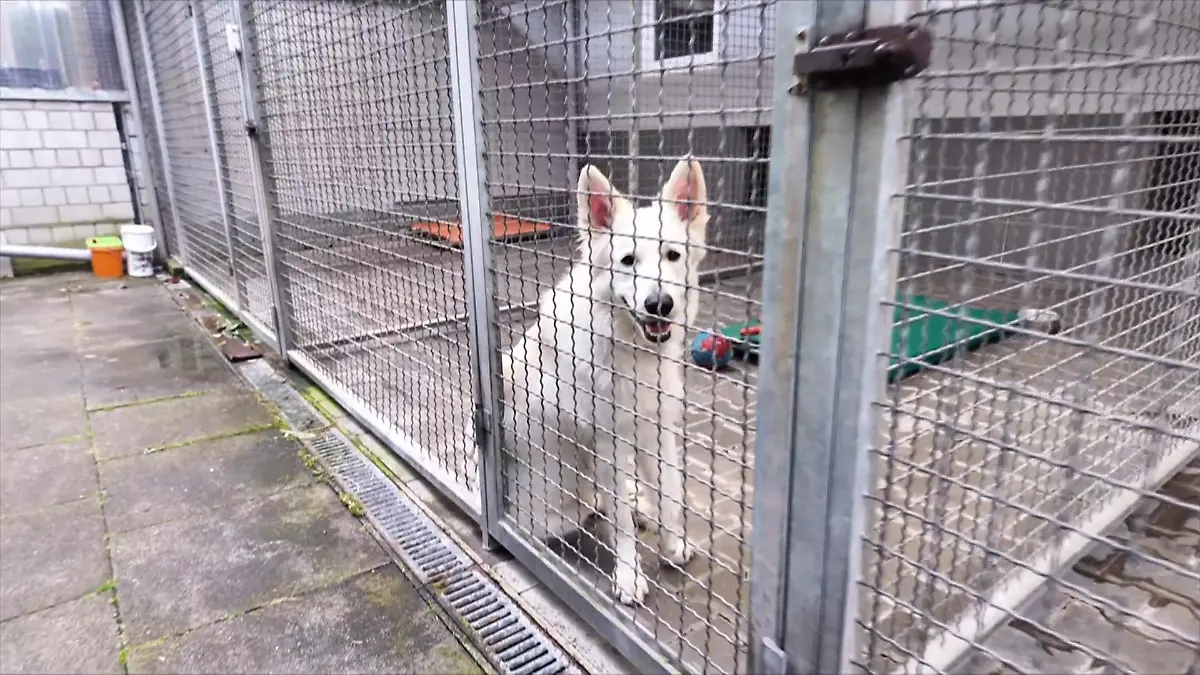 Der Rüde wartet im Tierheim auf neues Zuhause Junger Schweizer Schäferhund