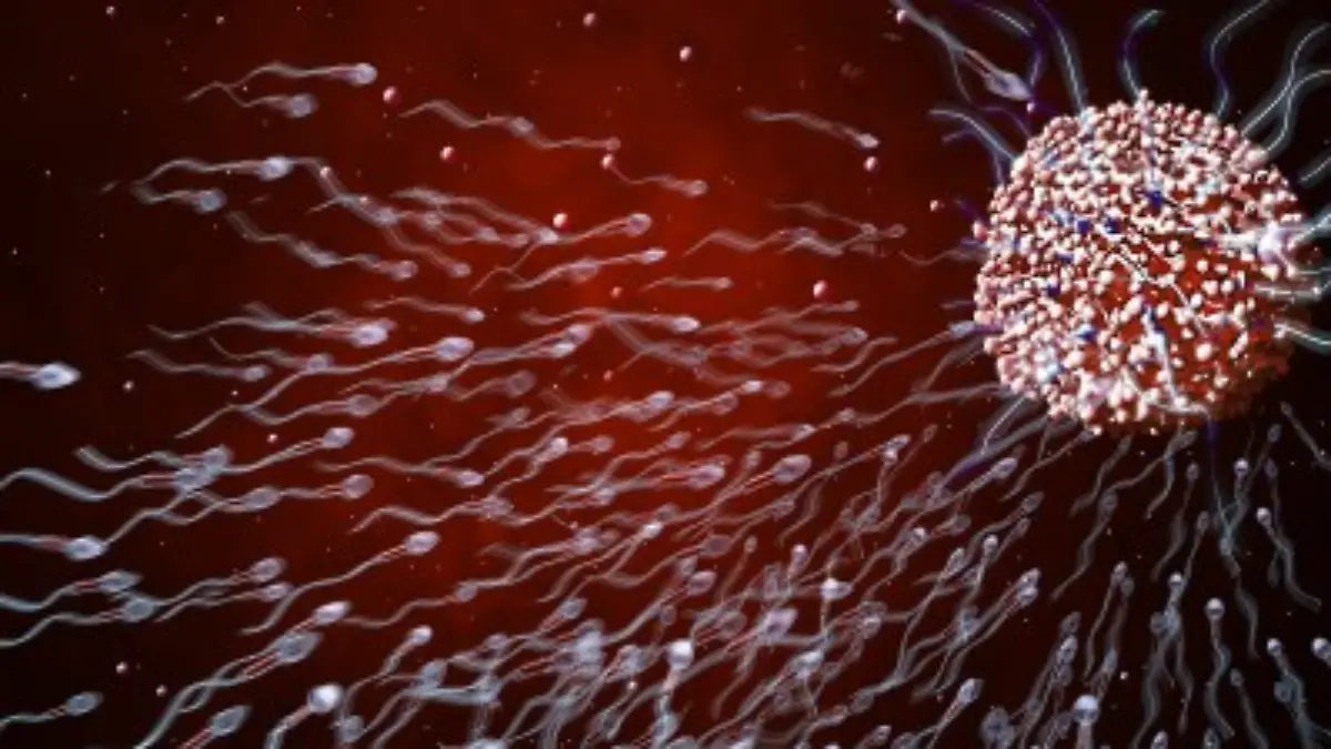 Darstellung der Befruchtung einer Eizelle durch Spermien