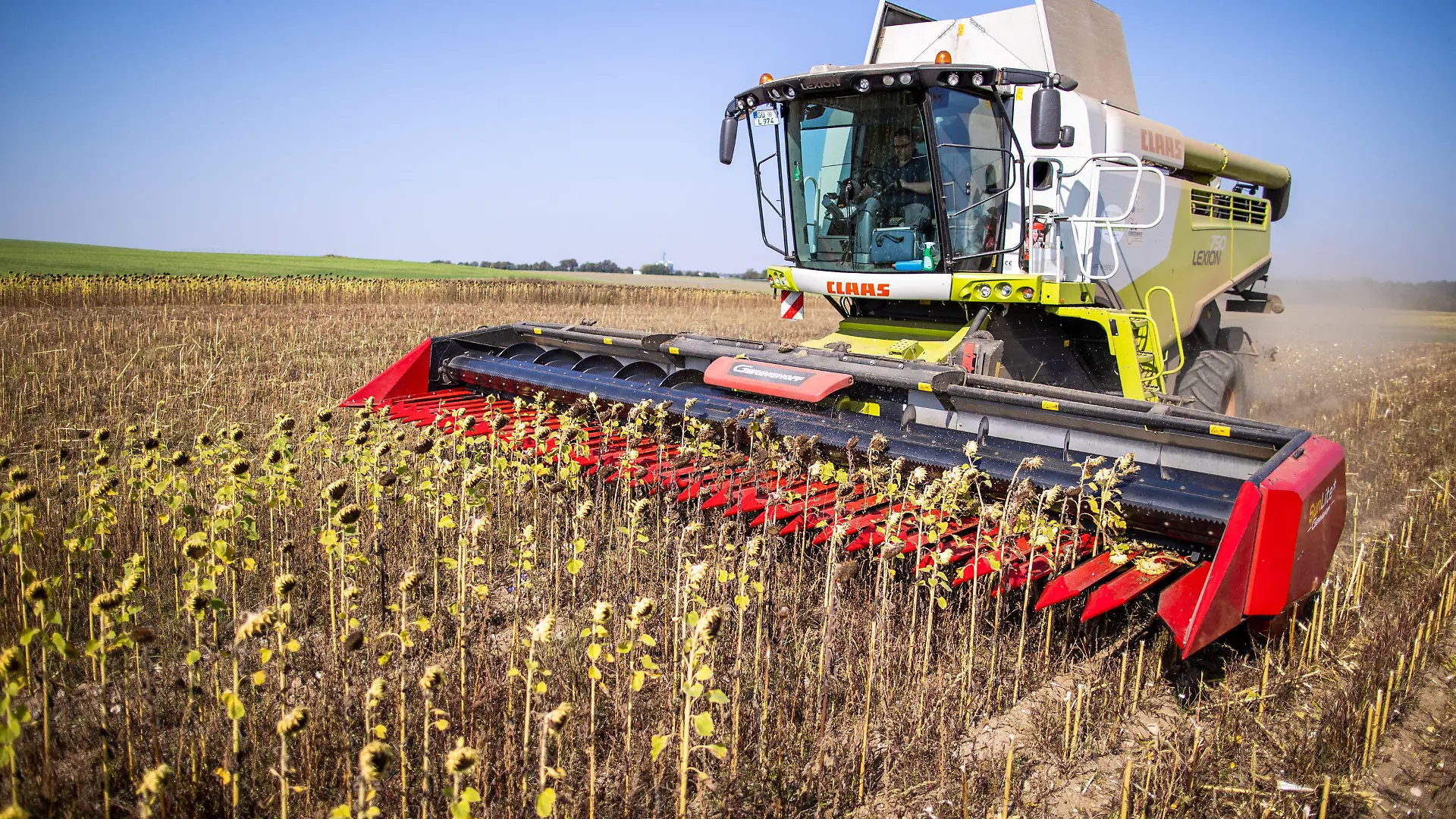 ARCHIV - 22.09.2020, Mecklenburg-Vorpommern, Linstow: Mähdrescher ernten auf einem Feld Sonnenblumen für die ökolgische Futtermittelproduktion. Angesichts des zunehmenden Artensterbens und dem damit einhergehenden Verlust der biologischen Vielfalt hat die Umweltschutzorganisation BUND den verstärkten Ausbau des Ökolandbaus gefordert. (Zu: dpa «Umweltorganisation BUND fordert mehr Ökolandbau für mehr Artenschutz») Foto: Jens Büttner/dpa-Zentralbild/dpa +++ dpa-Bildfunk +++