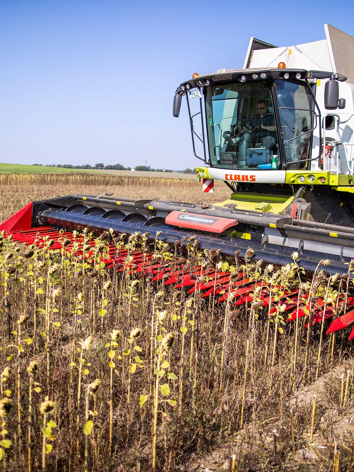 ARCHIV - 22.09.2020, Mecklenburg-Vorpommern, Linstow: Mähdrescher ernten auf einem Feld Sonnenblumen für die ökolgische Futtermittelproduktion. Angesichts des zunehmenden Artensterbens und dem damit einhergehenden Verlust der biologischen Vielfalt hat die Umweltschutzorganisation BUND den verstärkten Ausbau des Ökolandbaus gefordert. (Zu: dpa «Umweltorganisation BUND fordert mehr Ökolandbau für mehr Artenschutz») Foto: Jens Büttner/dpa-Zentralbild/dpa +++ dpa-Bildfunk +++
