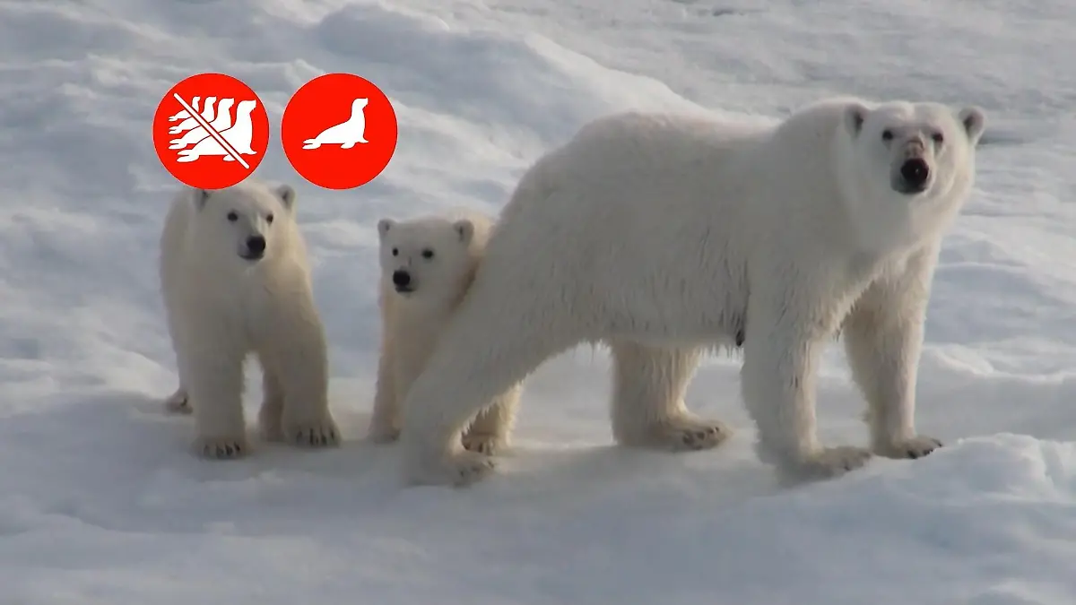 Warum Eisbären kaum noch eine Chance haben Kein Eis, kein Eisbär