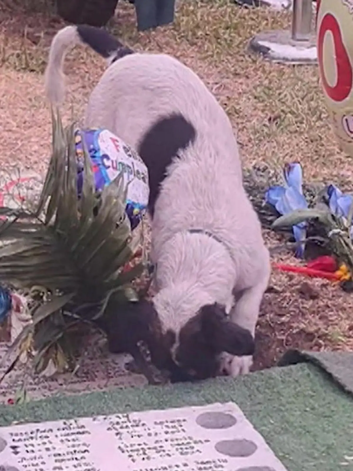 Bild zu: "Er will ihn ausbuddeln! Hund trauert am Grab von Herrchen"