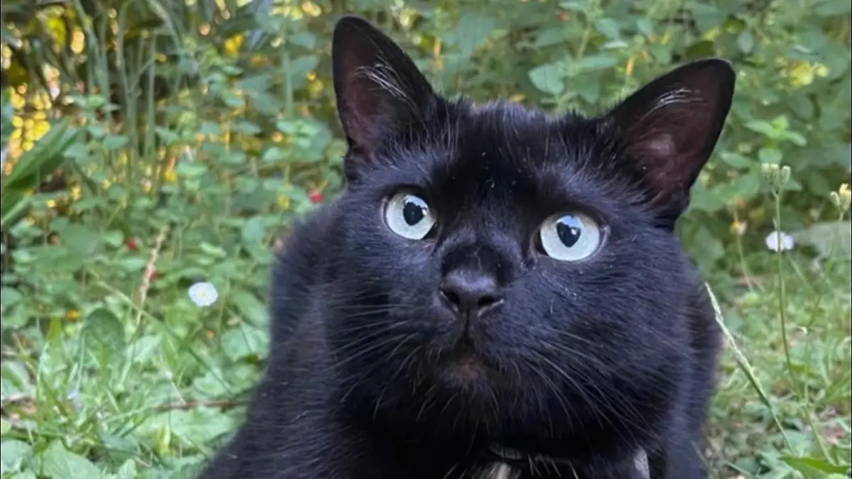 Wer hat den kleinen Kater gesehen? Nero ist Mitte Juli in Erlangen verschwunden