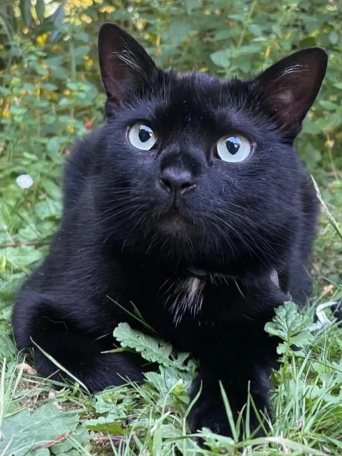 Wer hat den kleinen Kater gesehen? Nero ist Mitte Juli in Erlangen verschwunden