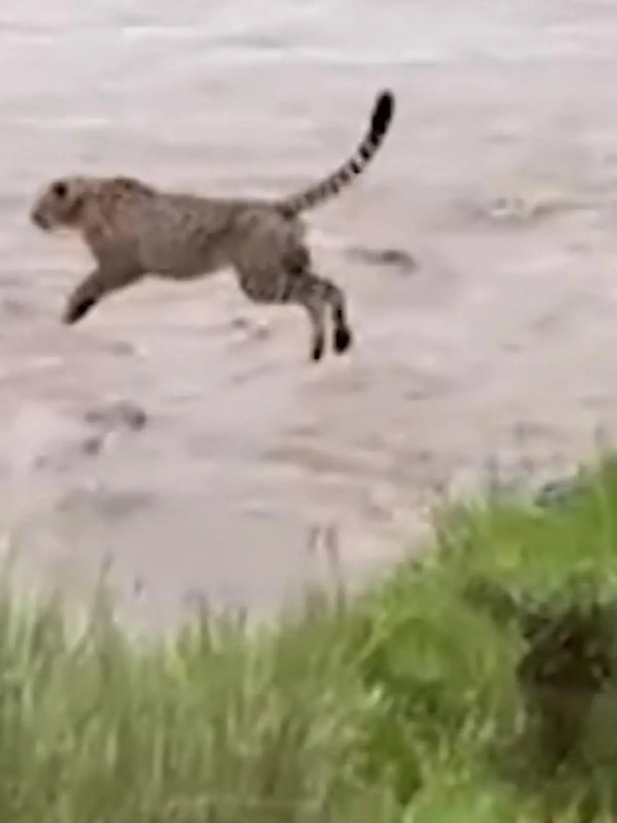 Bild zu: "Am Ufer lauert dein Feind! Gepard springt ins Verderben"