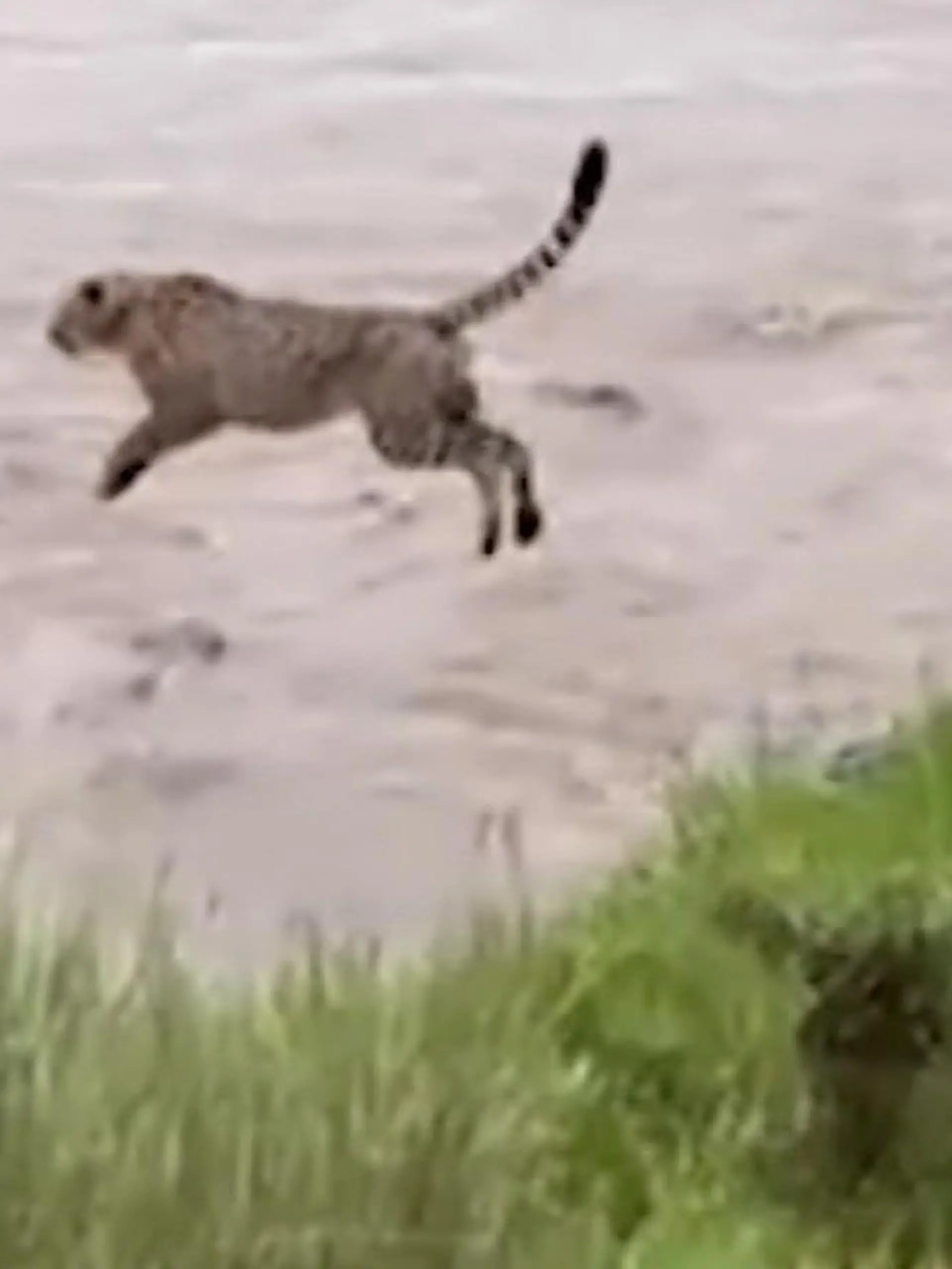 Bild zu: "Am Ufer lauert dein Feind! Gepard springt ins Verderben"
