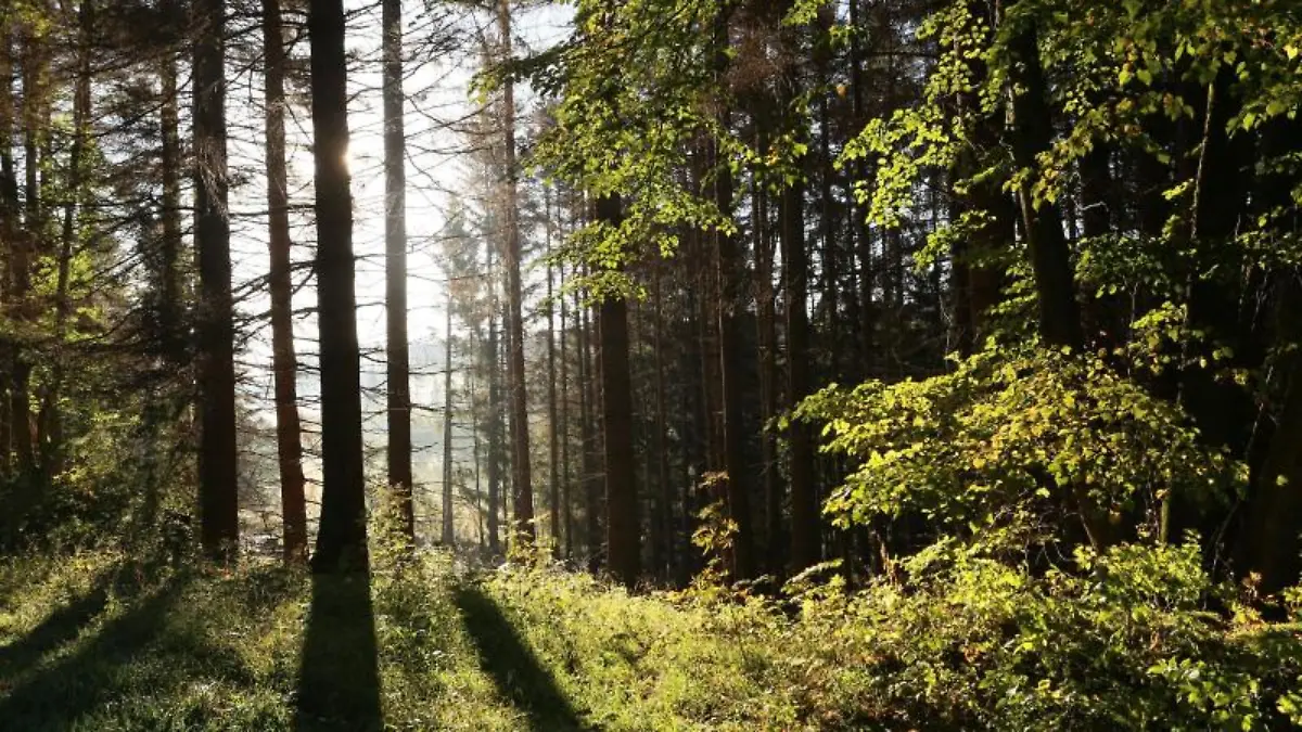 Ein Jäger wird von seiner eigenen Kugel getroffen und stirbt im Wald