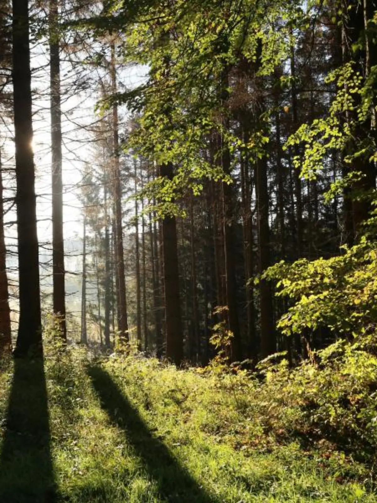 Ein Jäger wird von seiner eigenen Kugel getroffen und stirbt im Wald