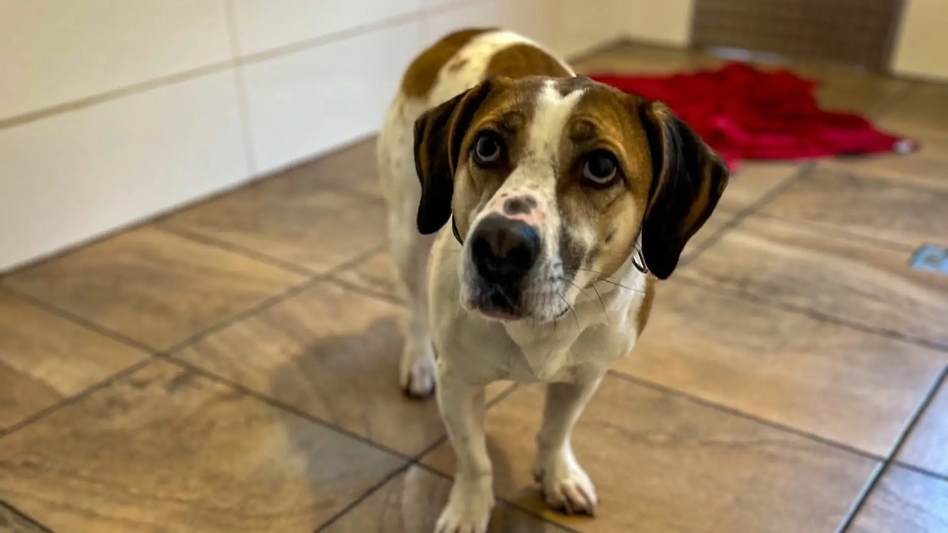 Auch Beagle-Appenzeller-Mix Anton sucht ein liebevolles Zuhause.
