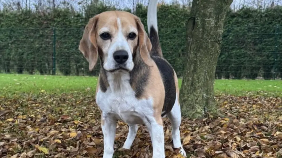 Mehr Beagle geht nicht! 