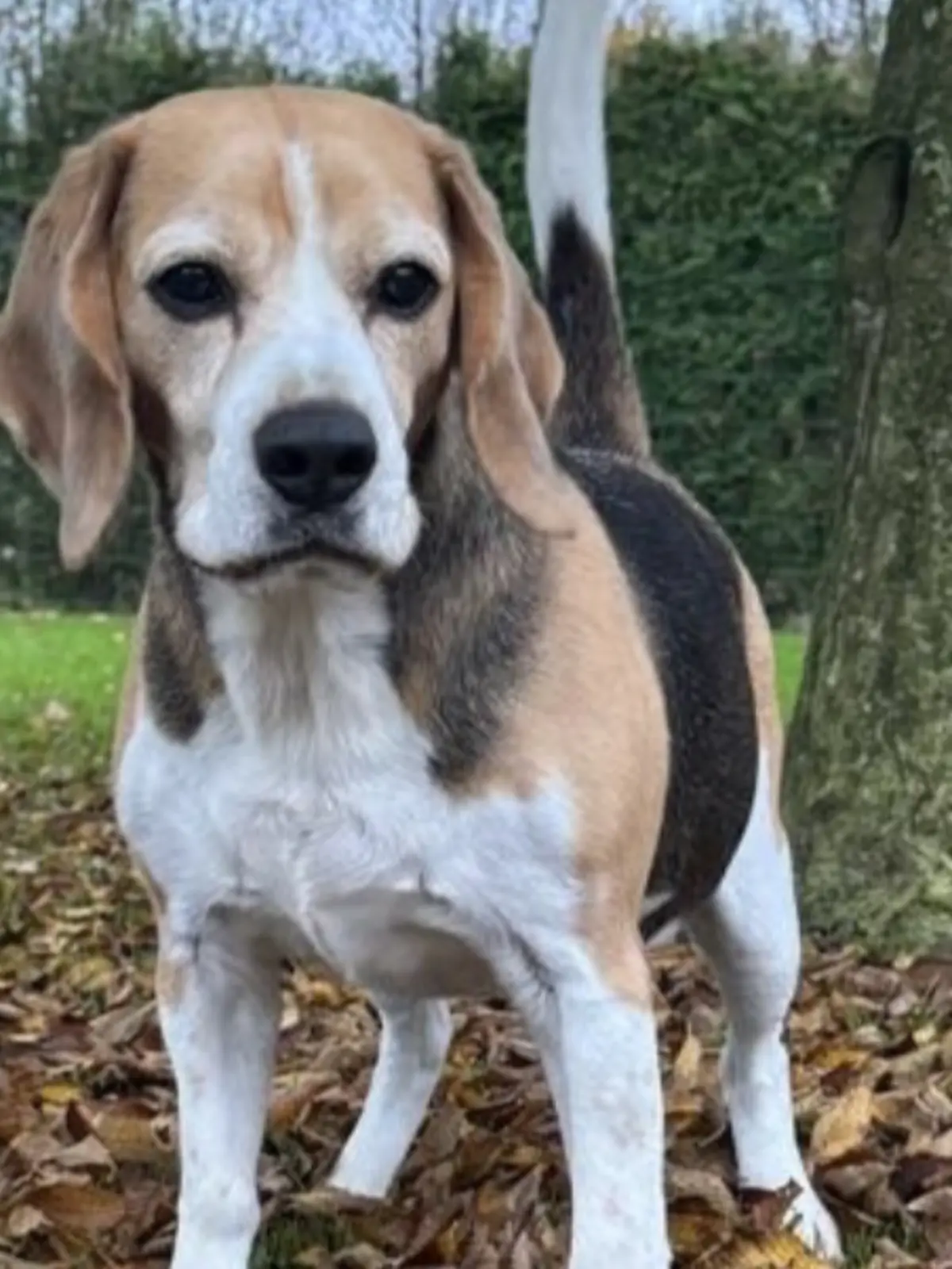 Mehr Beagle geht nicht! 