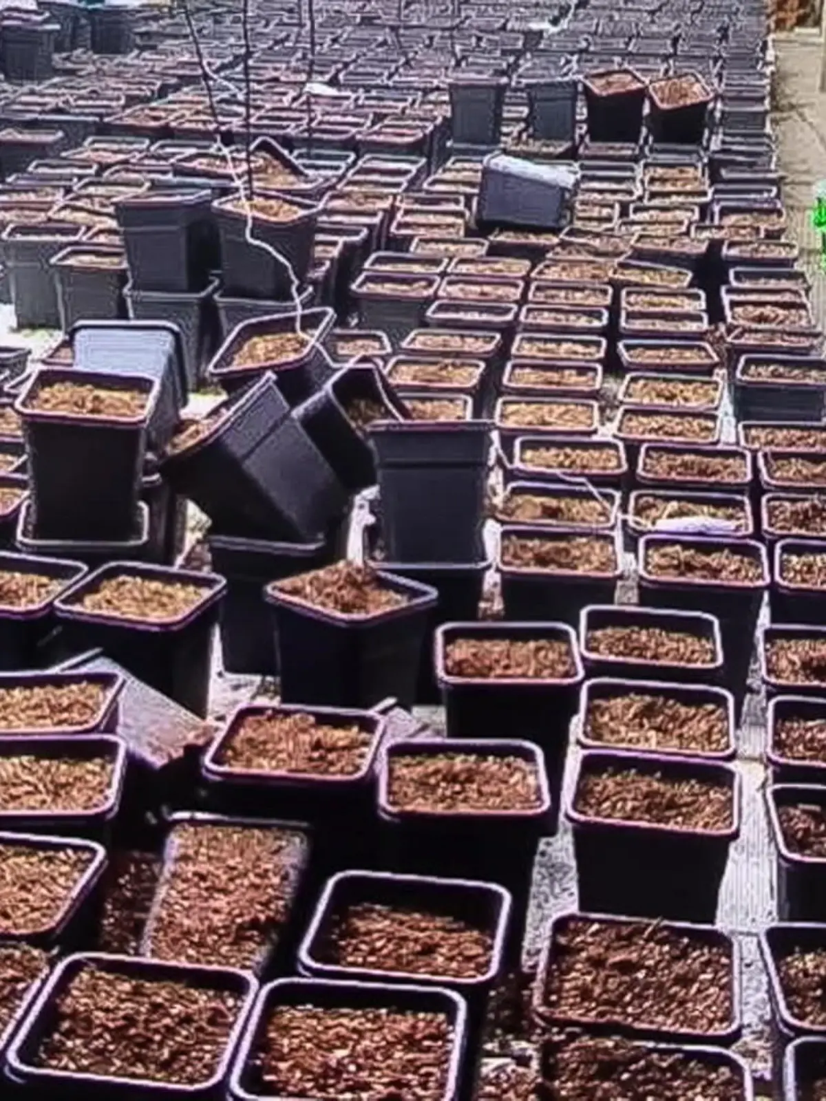 Bild zu: "Legale Cannabis-Plantage in Hagen ausgehoben"