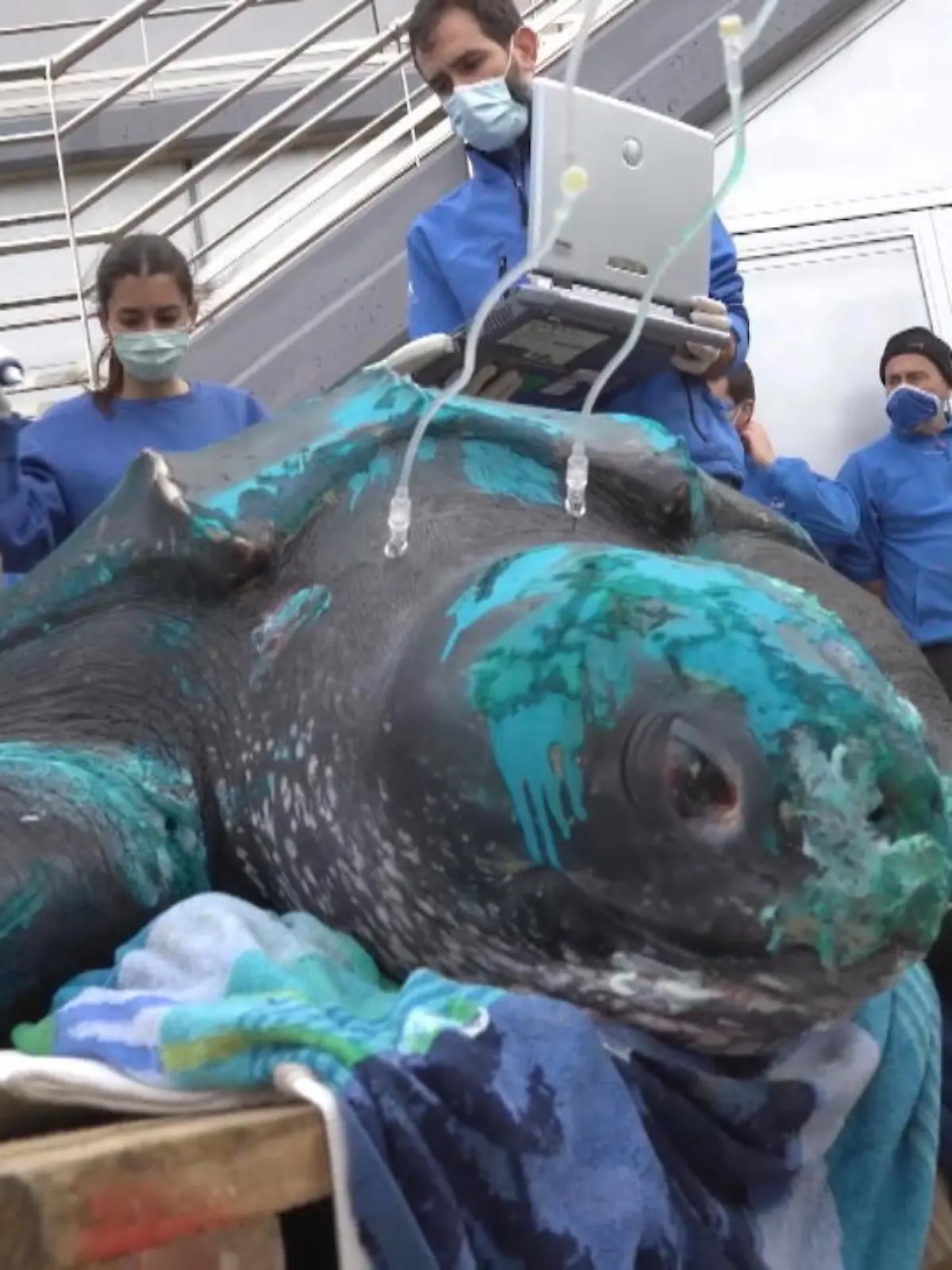 Bild zu: "230-Kilo-Schildkröte in Netz verfangen"
