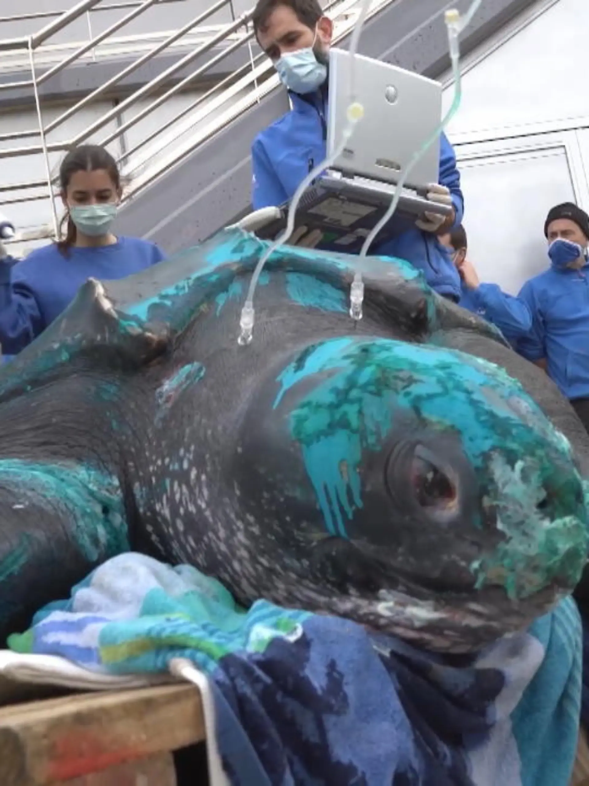Bild zu: "230-Kilo-Schildkröte in Netz verfangen"