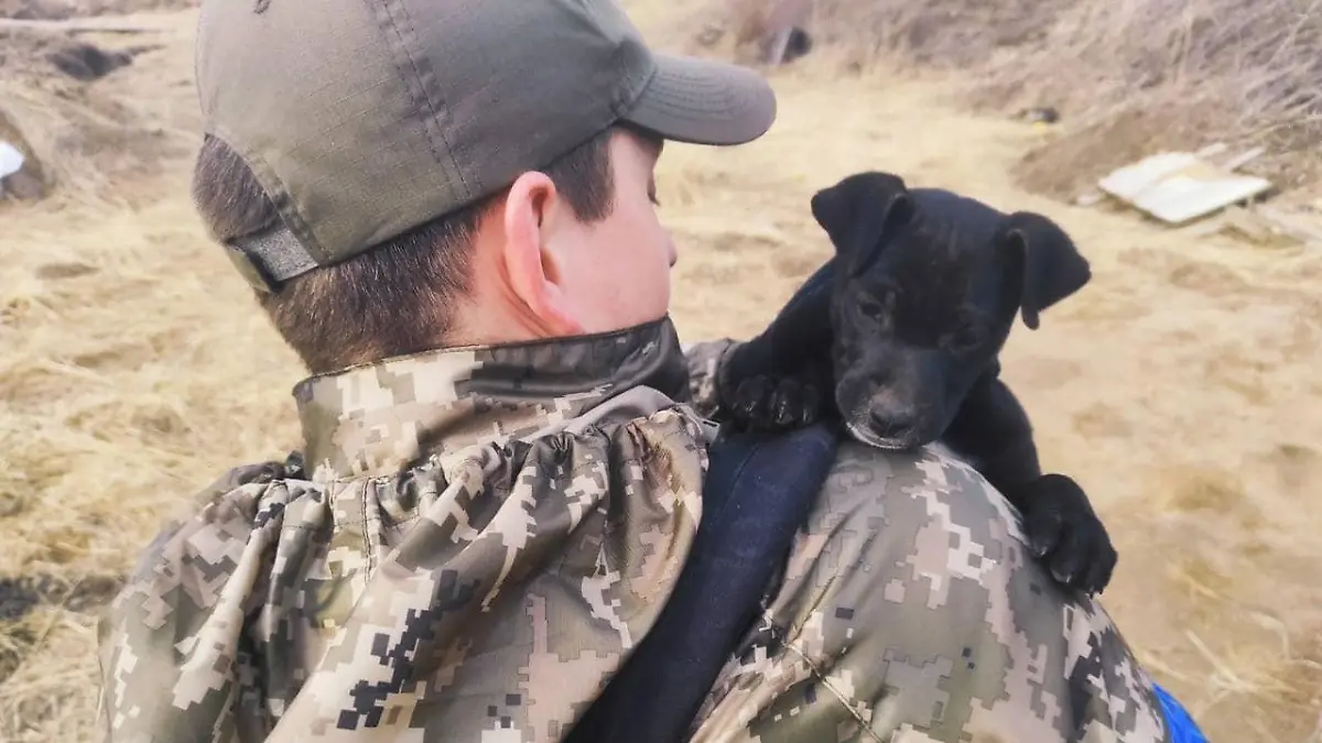 Der kleine Welpe Jessie wurde an der ukrainischen Front geboren.
