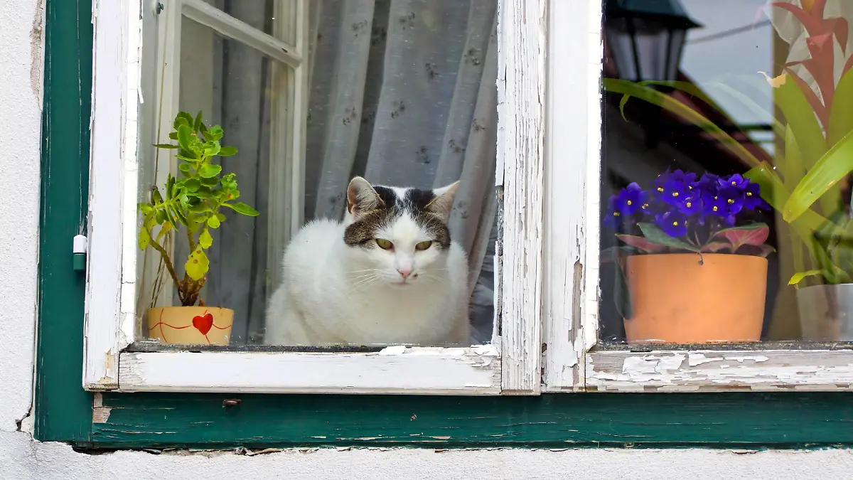 Hauskatze, Haus-Katze (Felis silvestris f. catus), Katze sitzt am offenen Fenster und sieht hinaus | domestic cat, house cat (Felis silvestris f. catus), cat sitting at an open window looking out