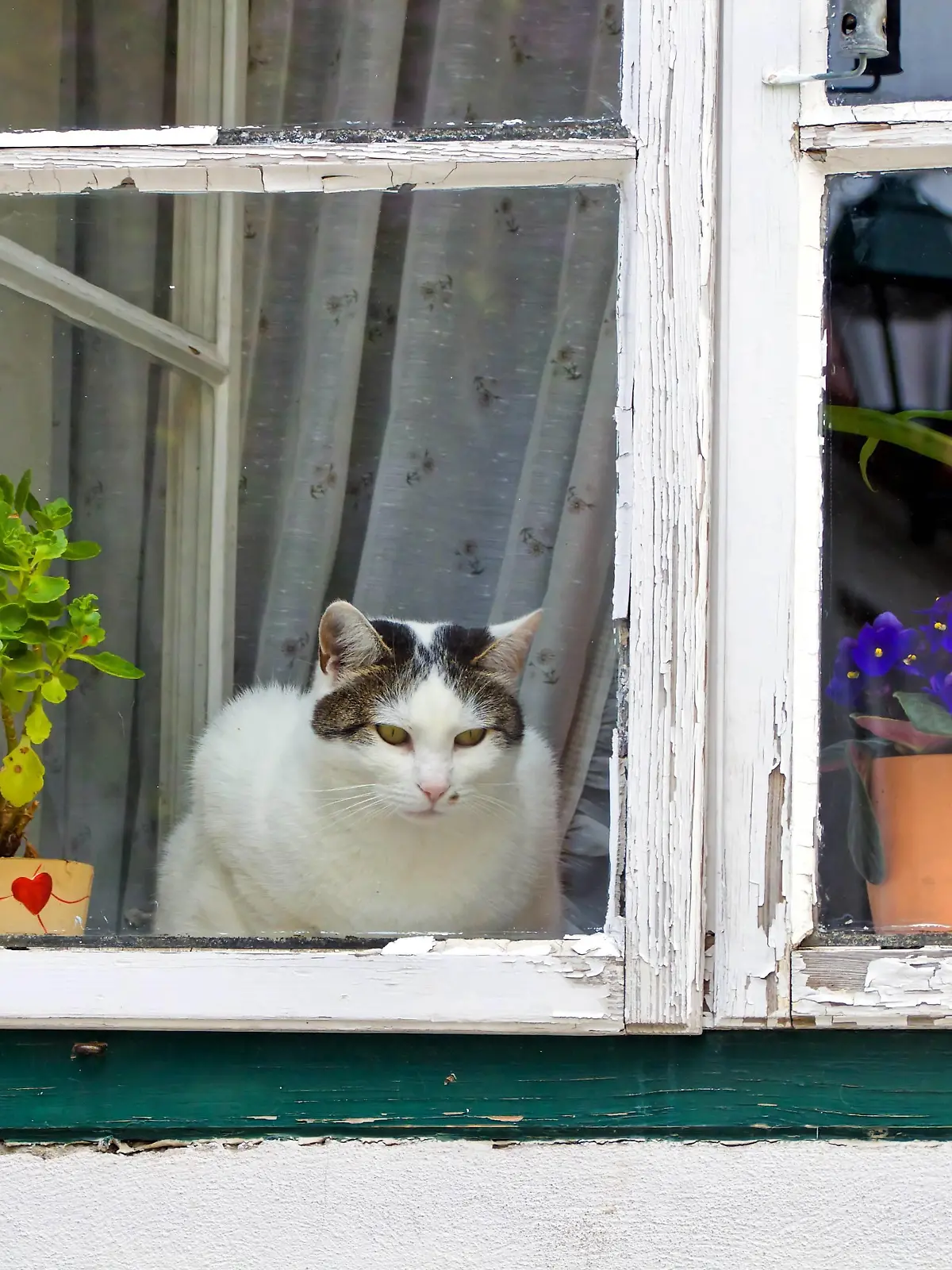Hauskatze, Haus-Katze (Felis silvestris f. catus), Katze sitzt am offenen Fenster und sieht hinaus | domestic cat, house cat (Felis silvestris f. catus), cat sitting at an open window looking out
