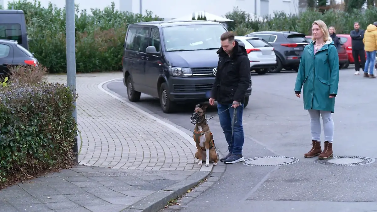 Wie reagiert Sugar auf Hunde in Hausnähe? Heute geht´s in die vollen
