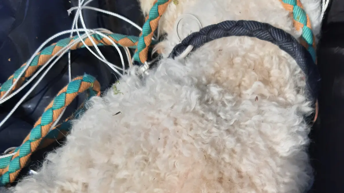 Wer kennt diese Leine? Der kleine Hund ist eine grausamen Tod gestorben.