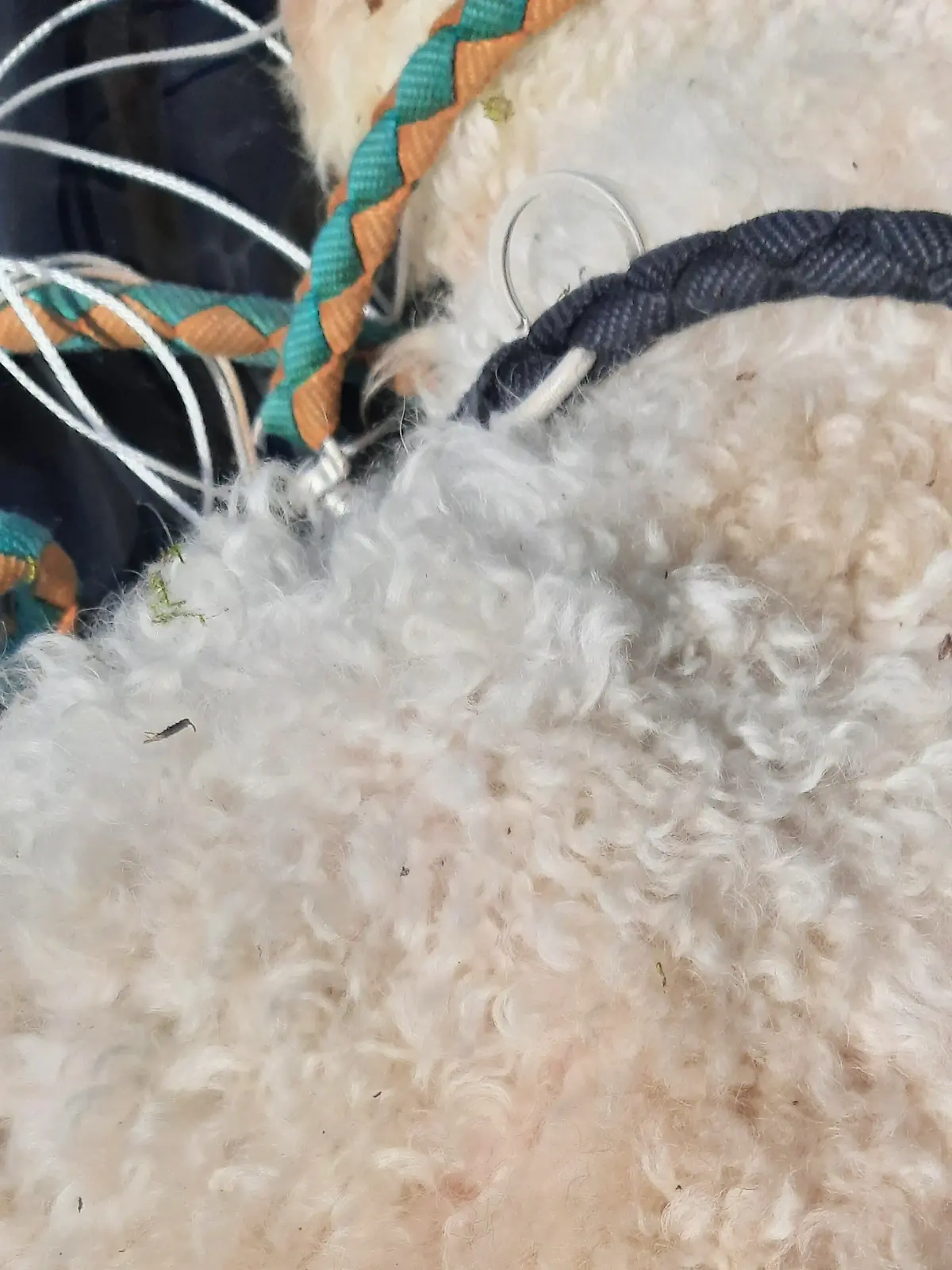 Wer kennt diese Leine? Der kleine Hund ist eine grausamen Tod gestorben.