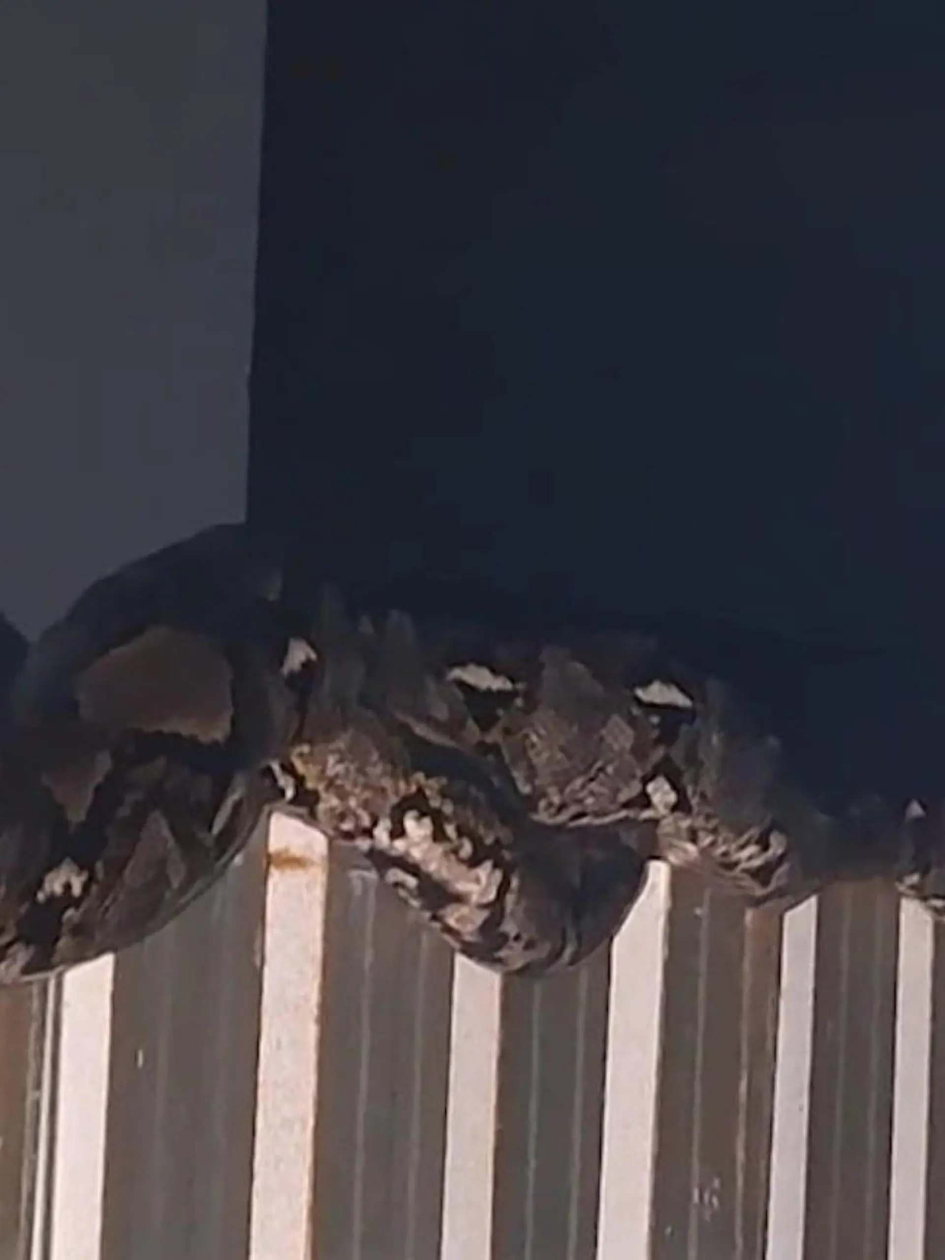 Schock in der Nacht! 60-Kilo-Python lauert Rentnerin auf