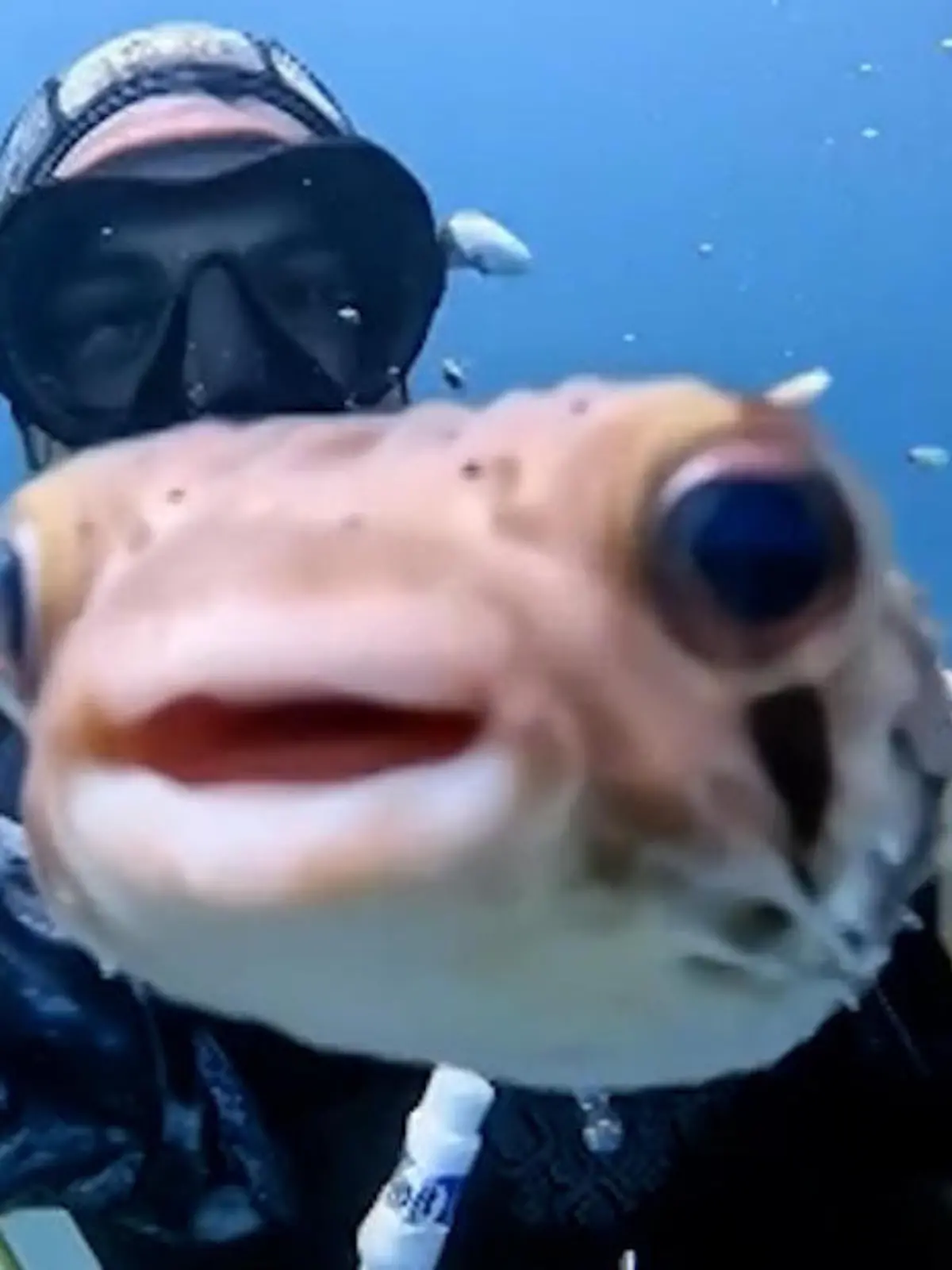 Kugelfisch fotobombt Taucher.