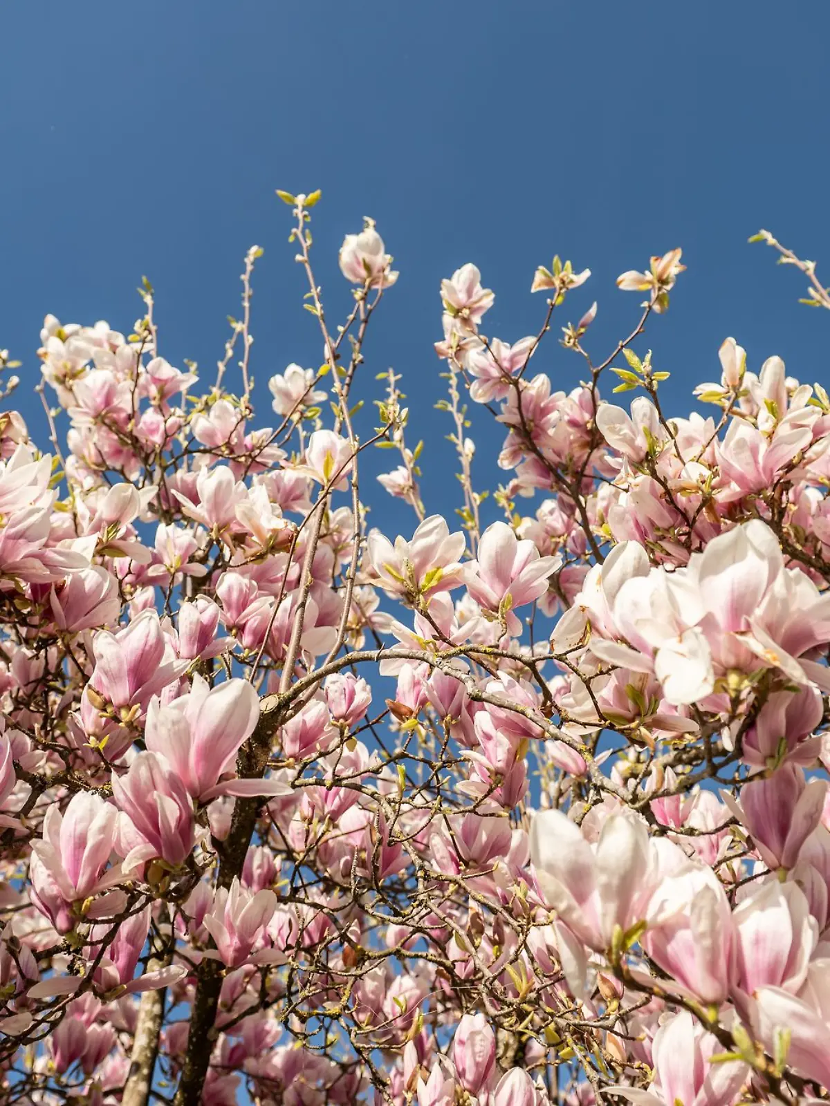 Bild zu: "Streit um Magnolie! Nachbarn aus Garbsen ziehen vor Gericht"
