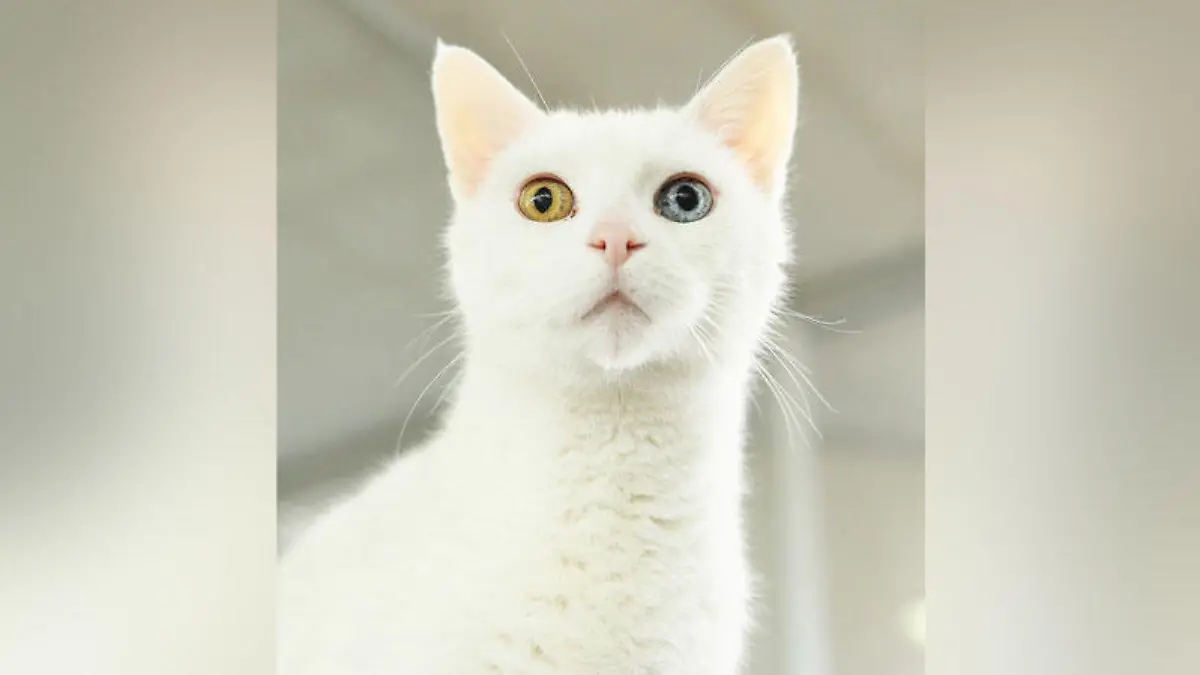 Kater Merlin ist sehr verschmust und braucht unbedingt Freigang.