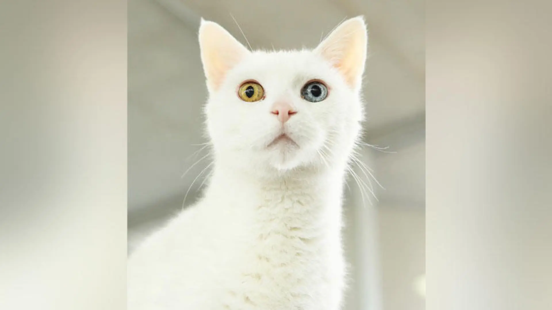 Kater Merlin ist sehr verschmust und braucht unbedingt Freigang.