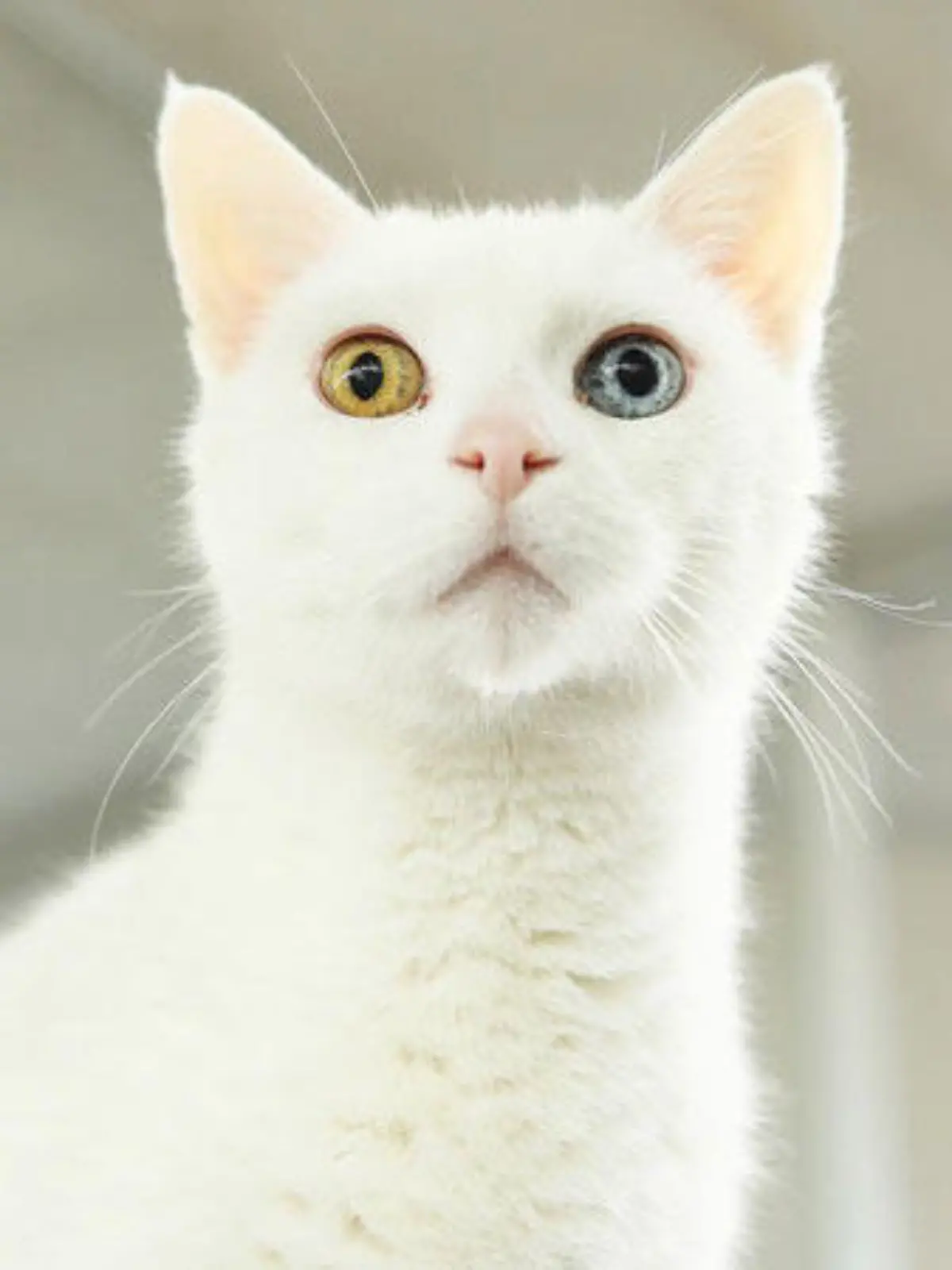 Kater Merlin ist sehr verschmust und braucht unbedingt Freigang.